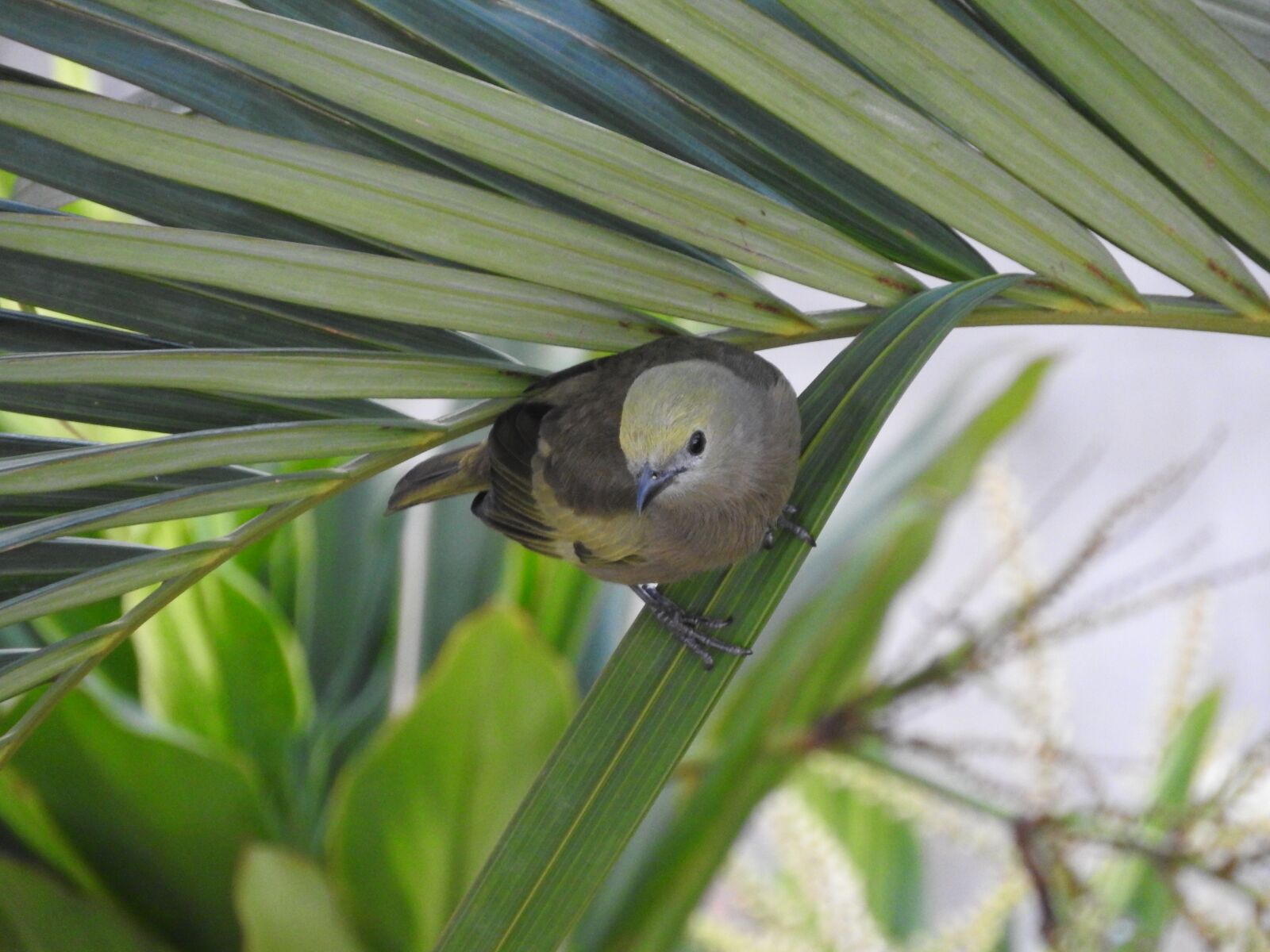 Nikon Coolpix P610 sample photo. Coconut tree, tanager, bird photography