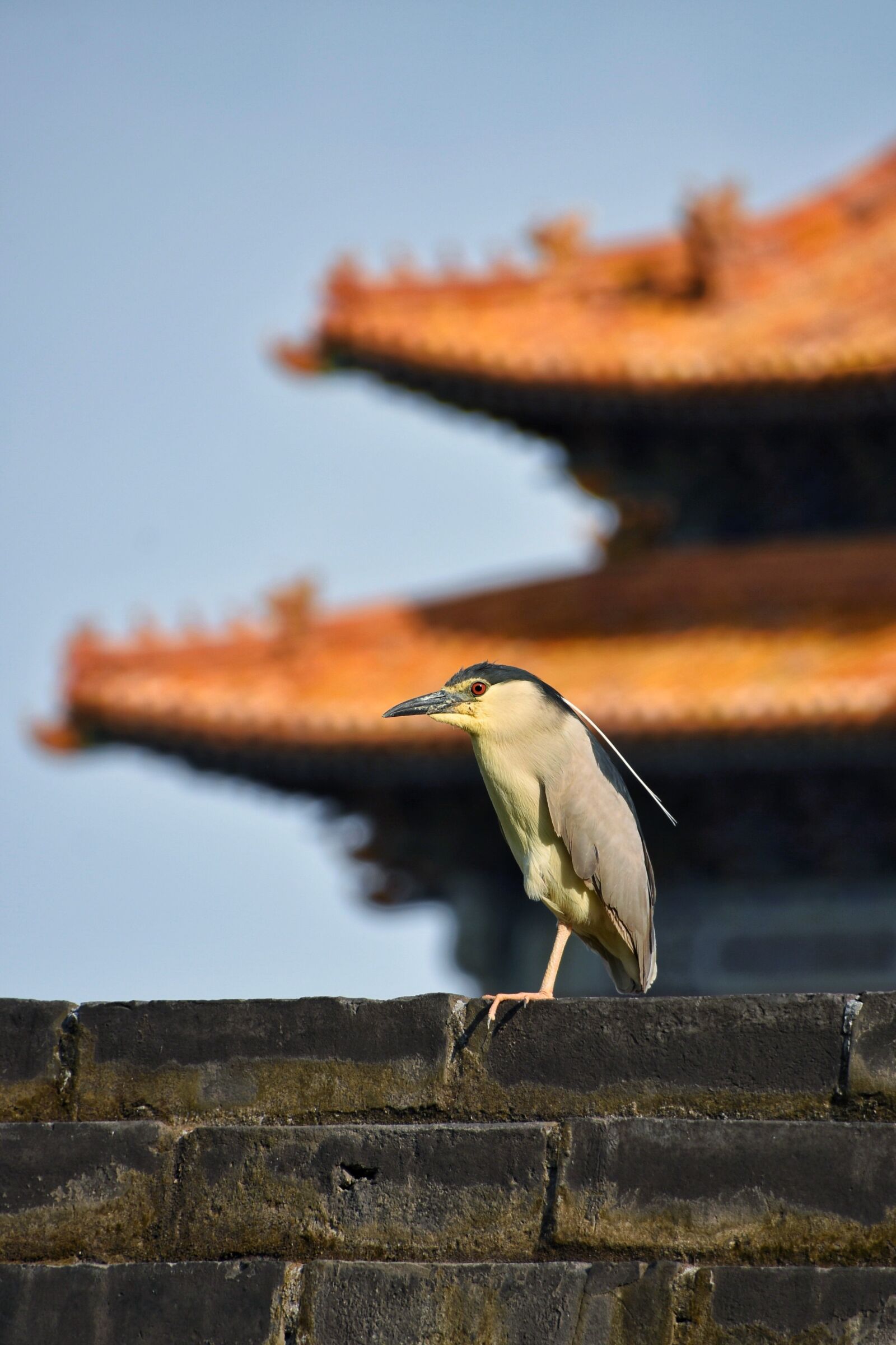 Nikon D7200 sample photo. Wall, bird, background photography