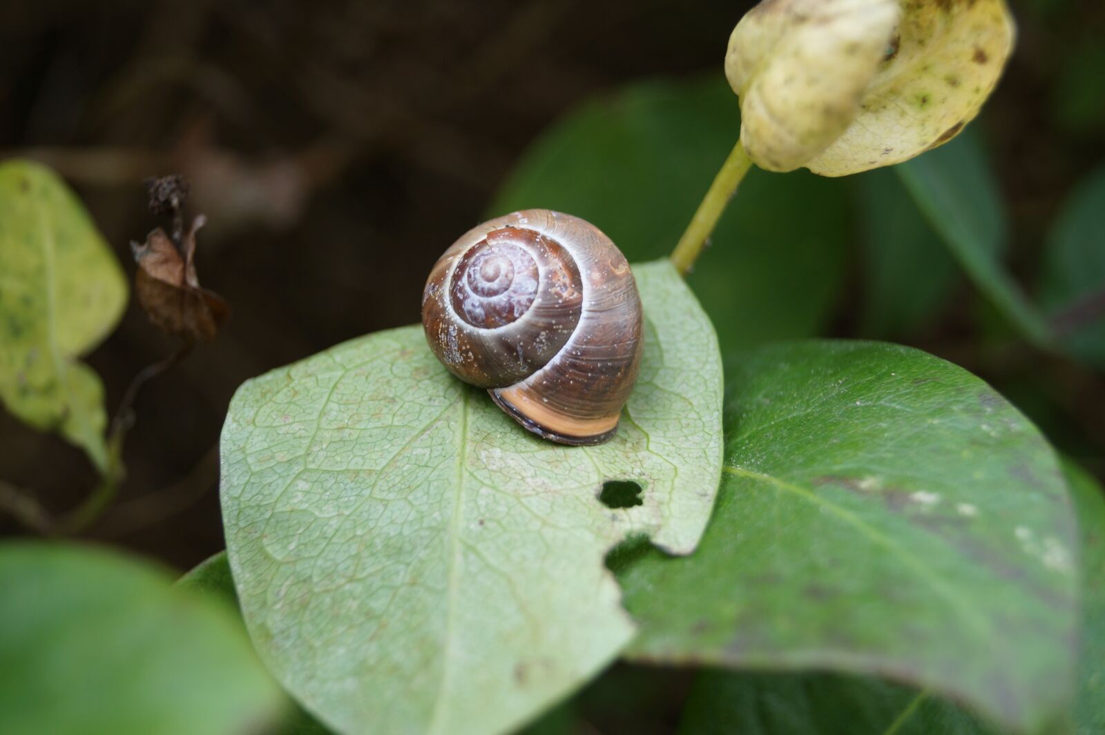 Sony DT 18-55mm F3.5-5.6 SAM II sample photo. Snail, shell, mollusk photography