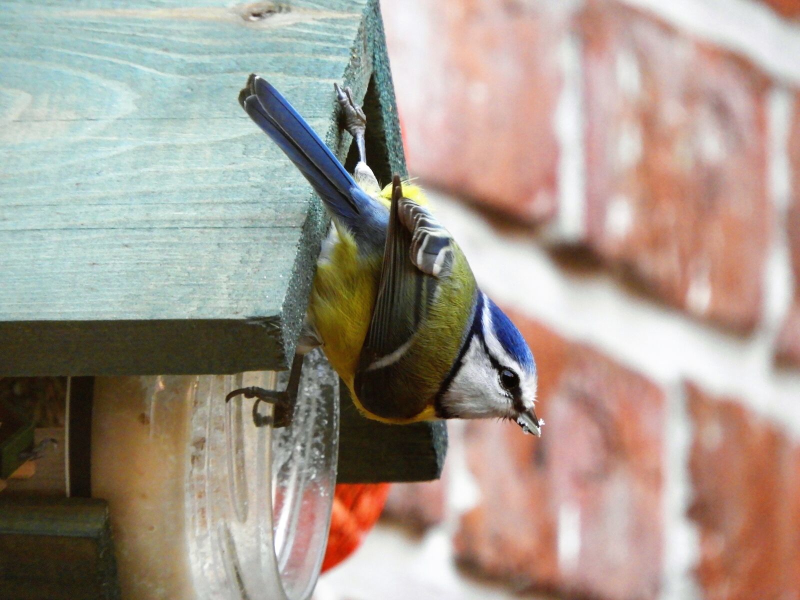 Nikon Coolpix B700 sample photo. Nature, birds, animal kingdom photography