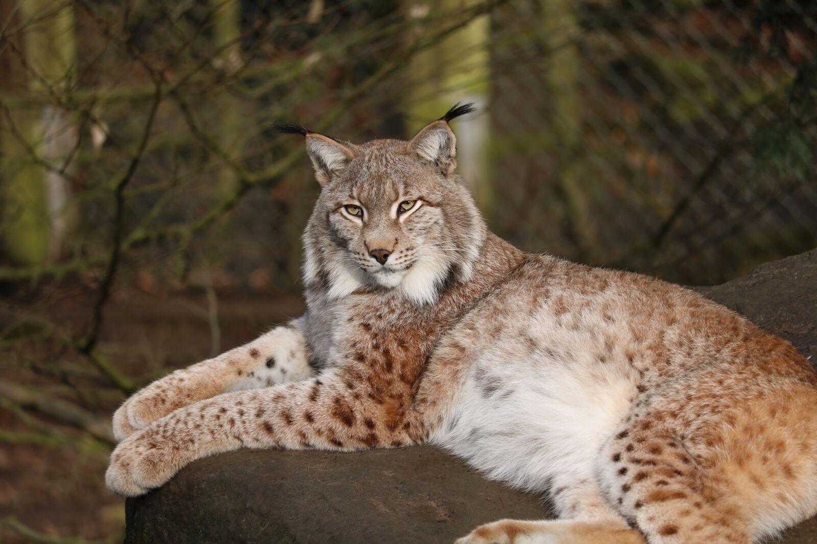 Canon EOS 750D (EOS Rebel T6i / EOS Kiss X8i) sample photo. Nature, animal world, mammal photography