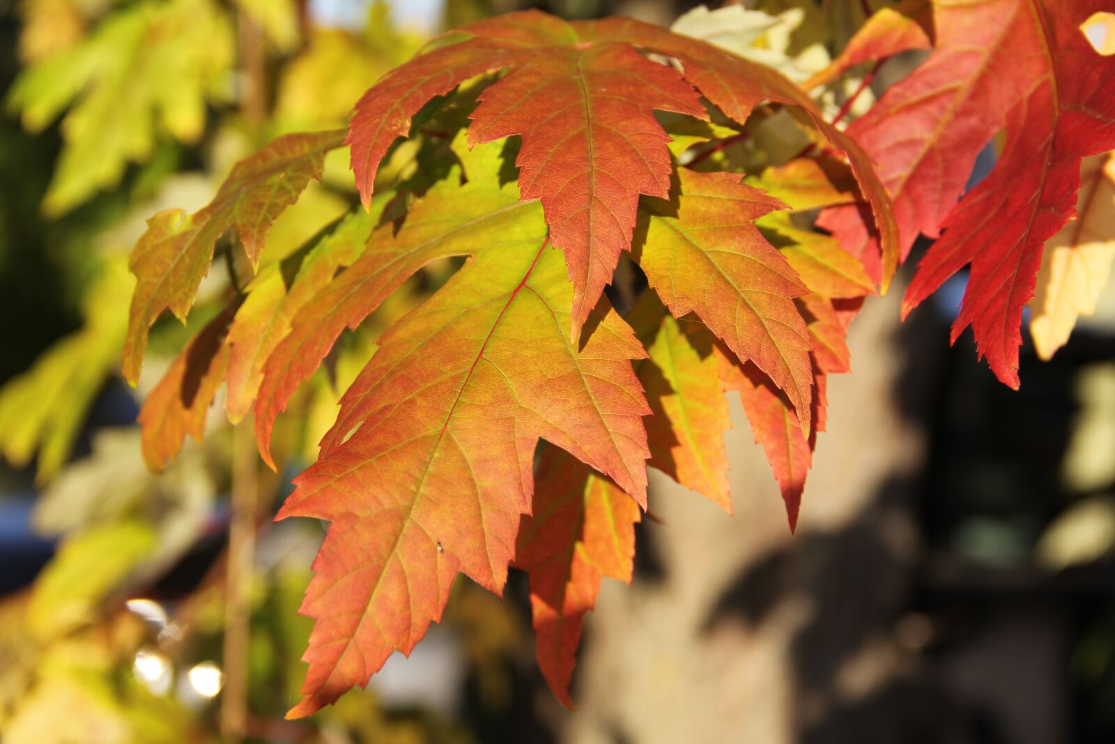 Canon EOS 60D sample photo. Maple, autumn colours, colorful photography