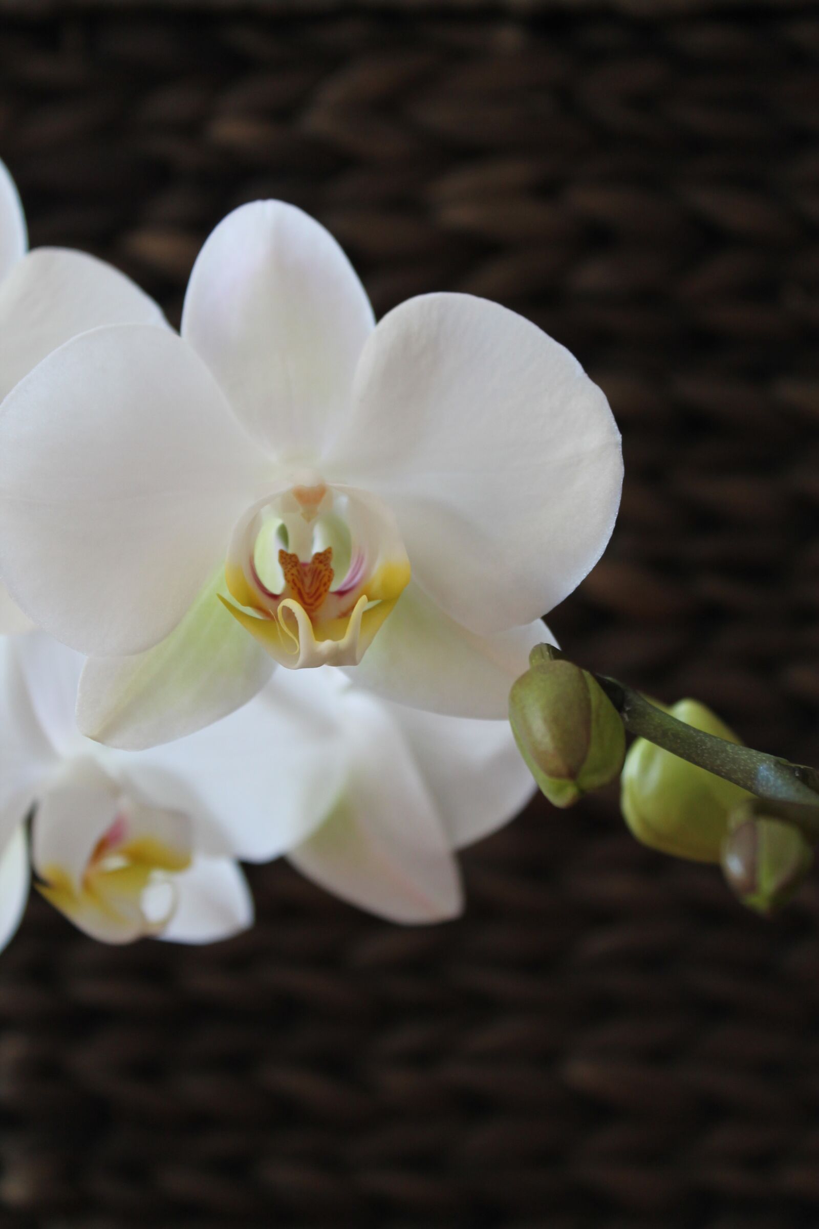 Canon EOS 1100D (EOS Rebel T3 / EOS Kiss X50) sample photo. Orchid, blossom, bloom photography