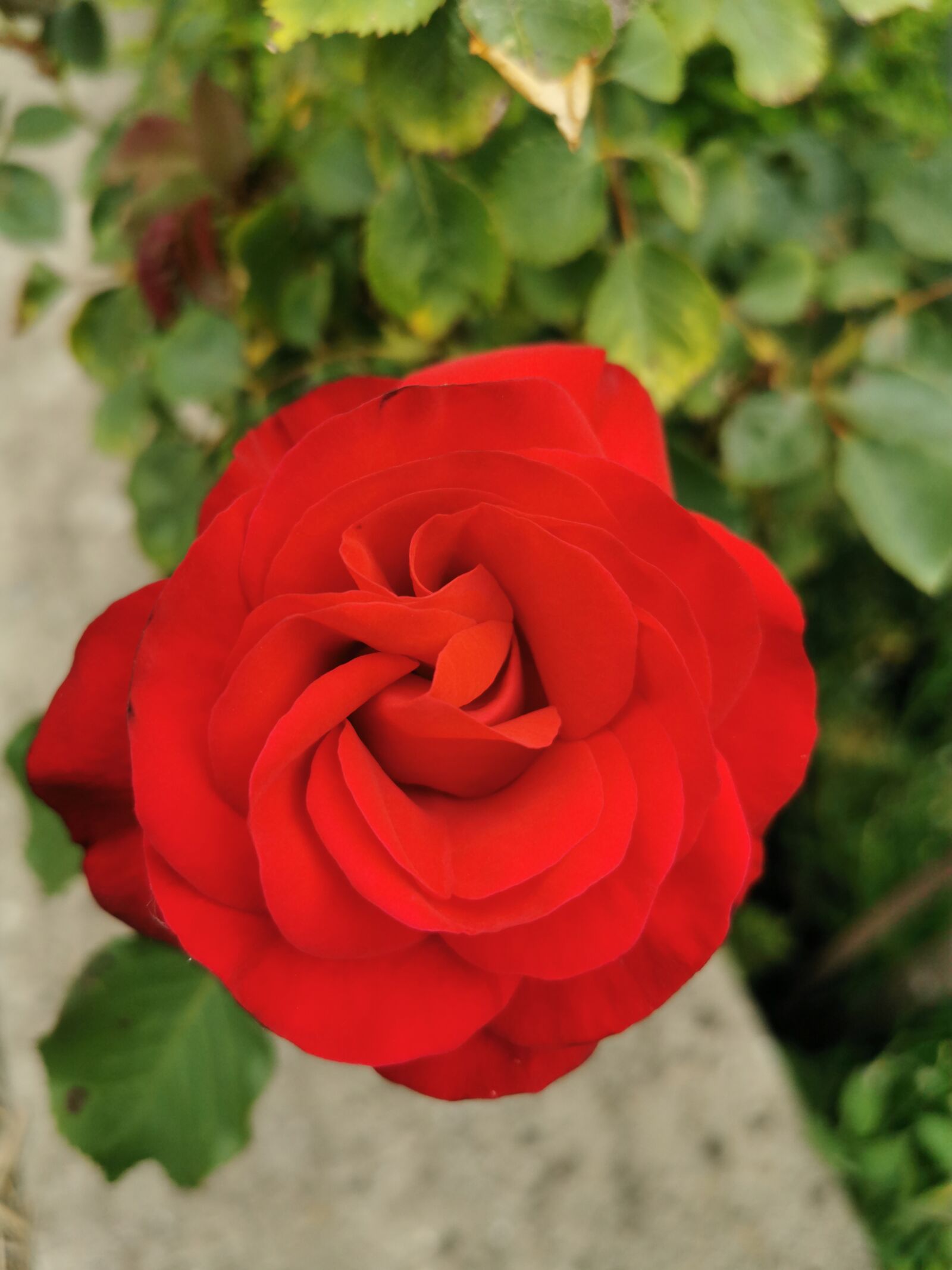 HUAWEI P30 sample photo. Fleur, rose, rouge photography