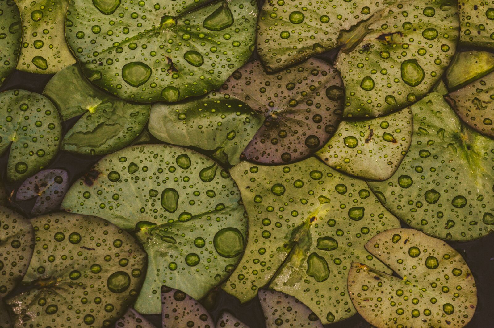 Nikon D610 sample photo. Lily pad, drip, water photography