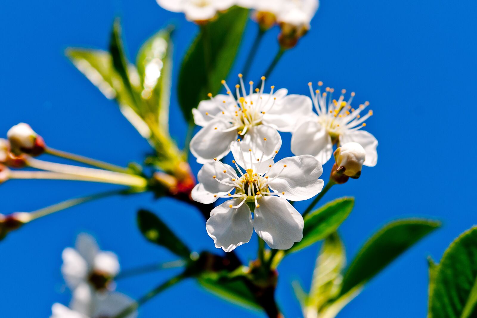 Sony Alpha DSLR-A700 sample photo. Nature, flower, apple tree photography