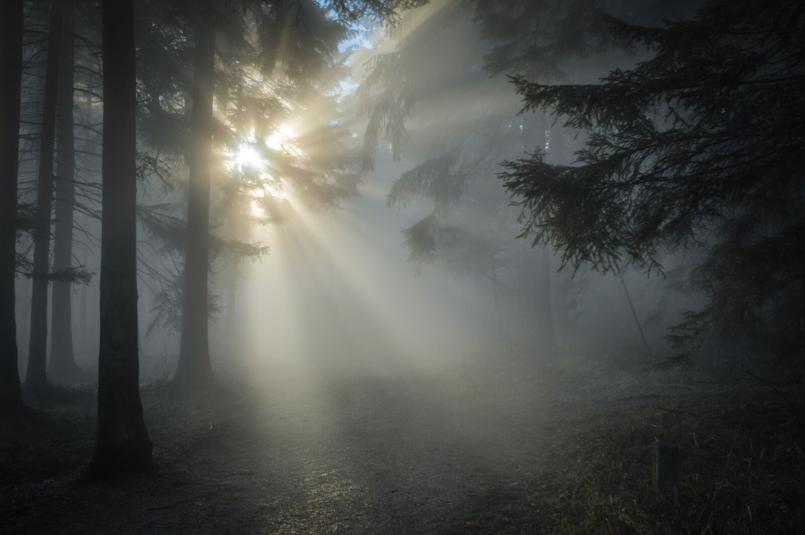 Canon EOS 70D sample photo. Sunbeam, forest, sun photography