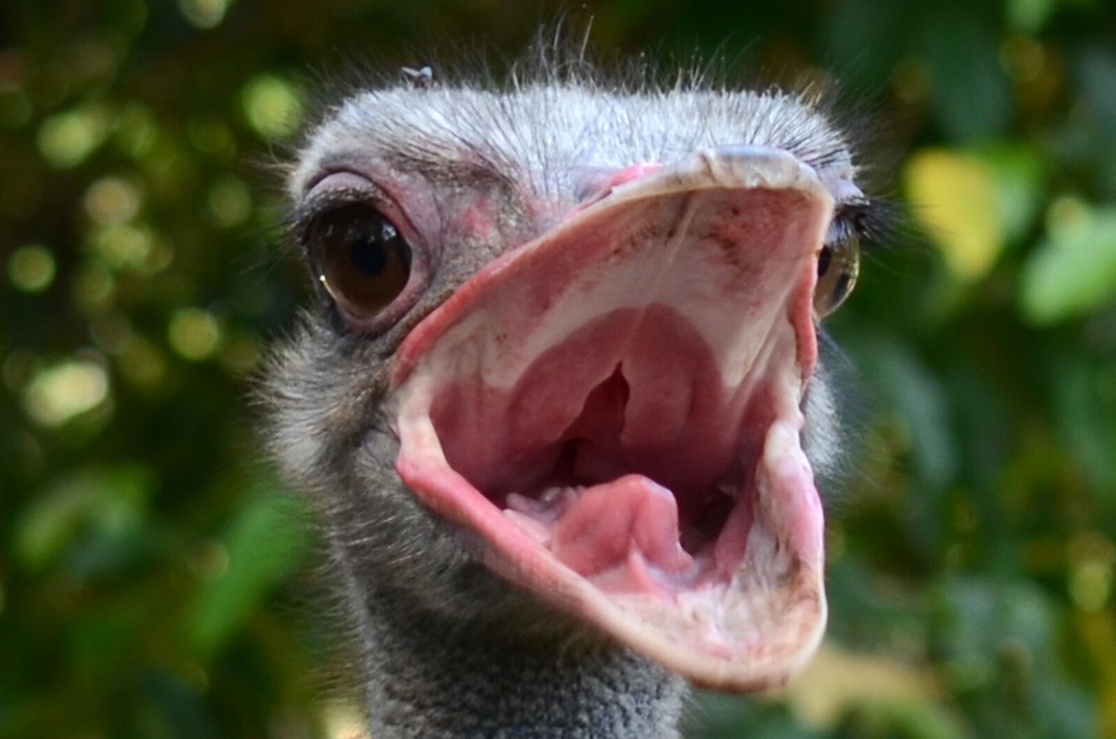 Nikon D7000 sample photo. Ostrich, bird, farm photography