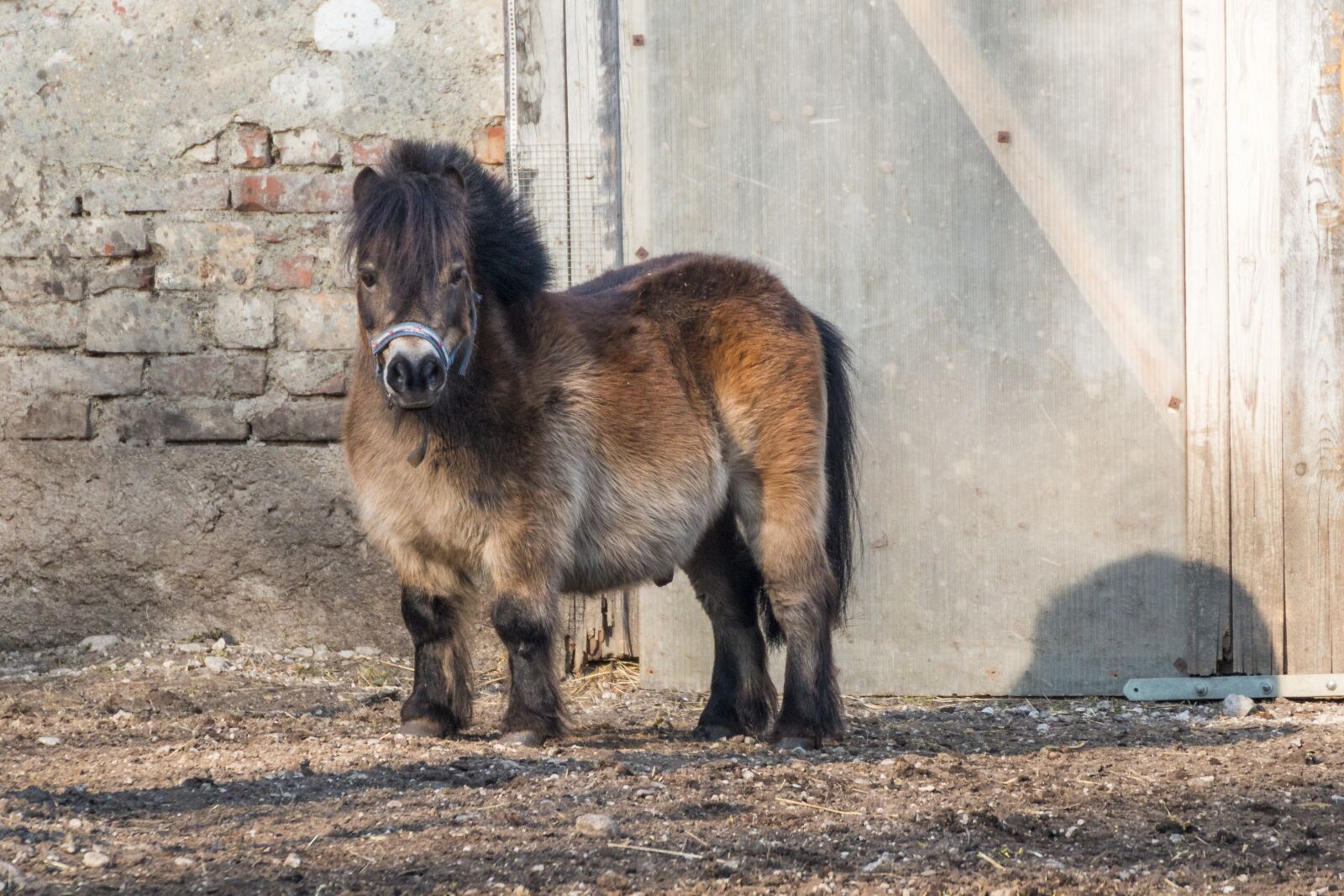 Canon EOS 70D sample photo. Horse, small horse, pony photography