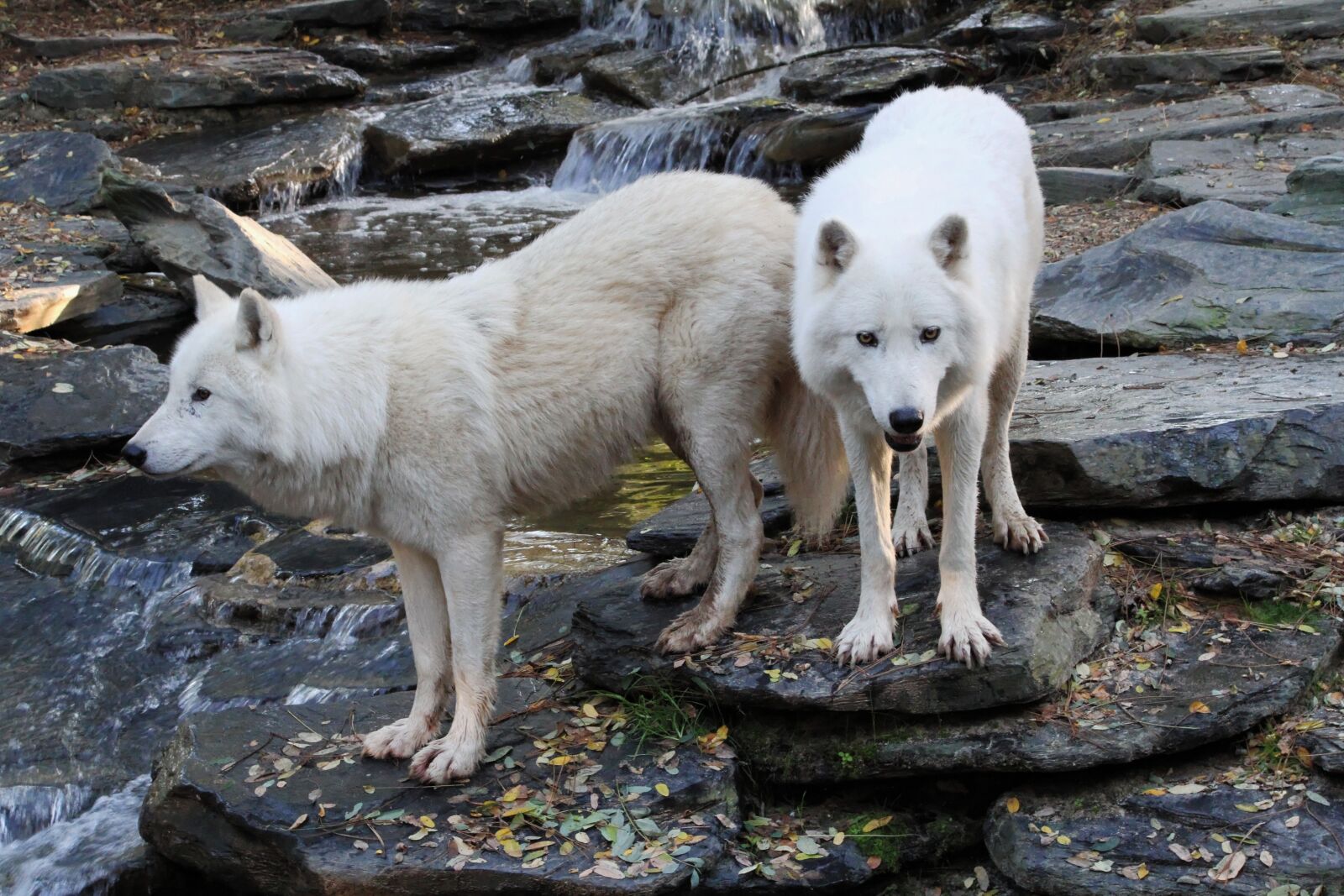 Canon EOS 7D sample photo. Wolves, whites, animal photography
