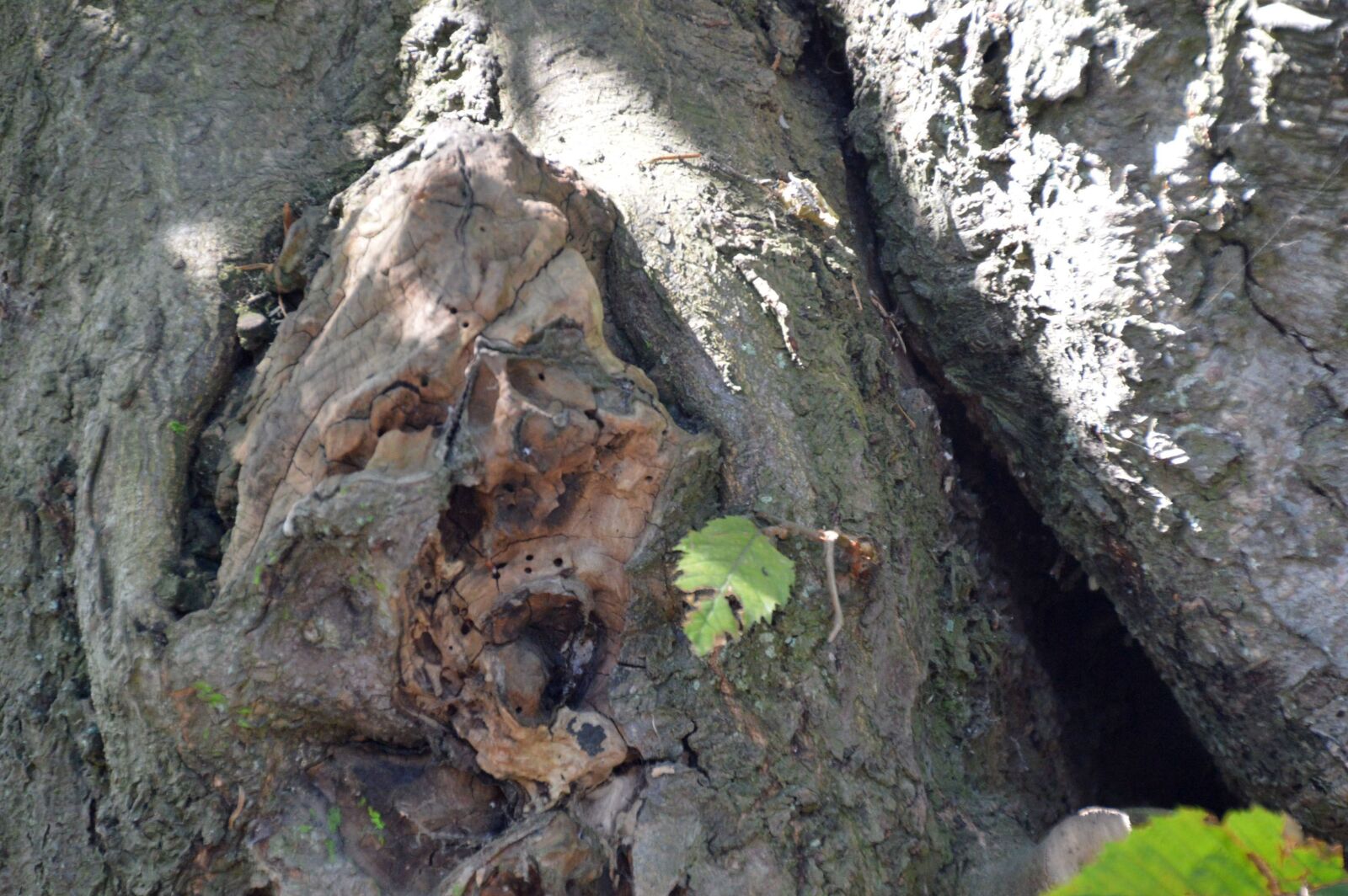 Nikon D3200 sample photo. Tree, witch, halloween photography