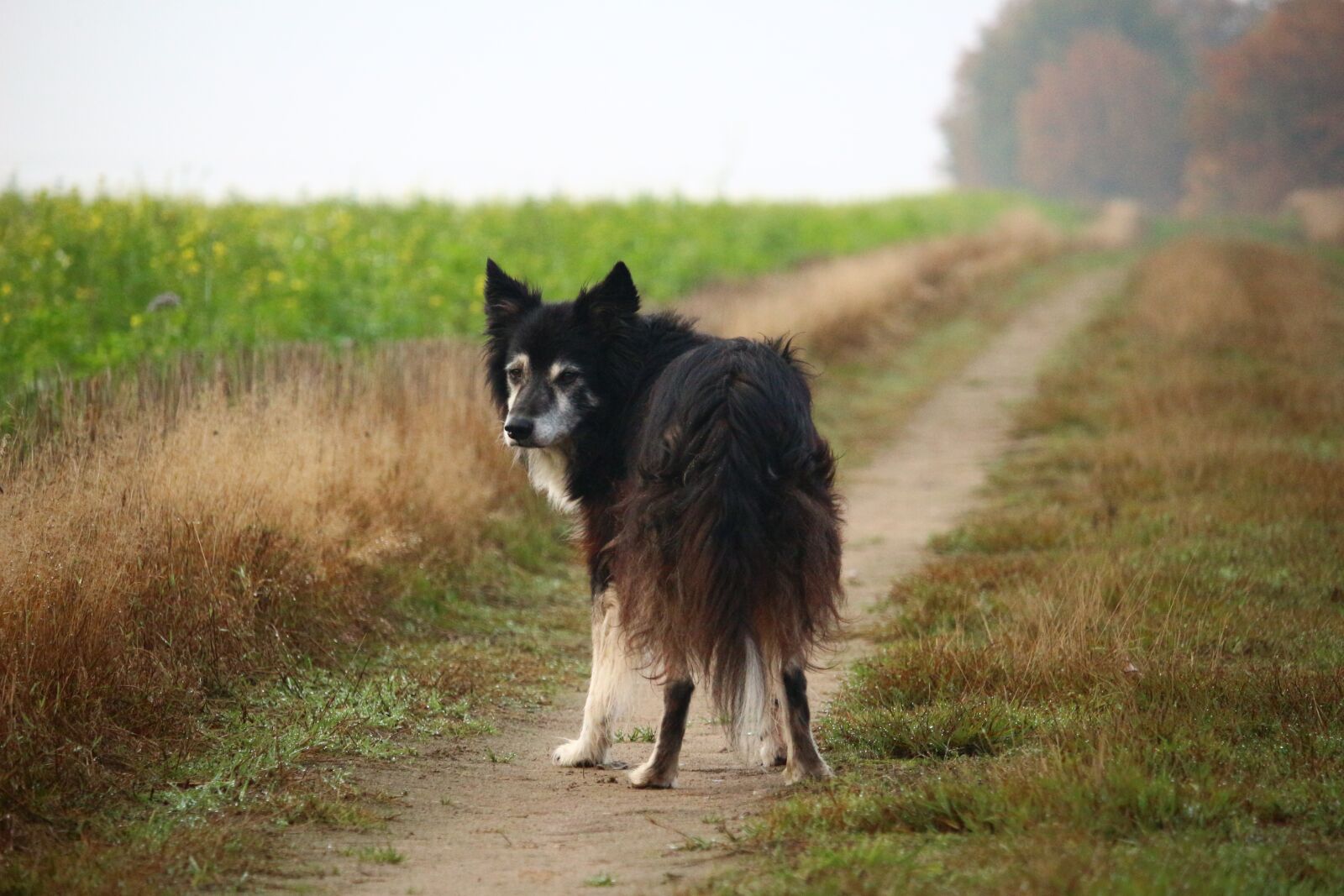Canon EOS 100D (EOS Rebel SL1 / EOS Kiss X7) sample photo. Border collie, dog, herding photography