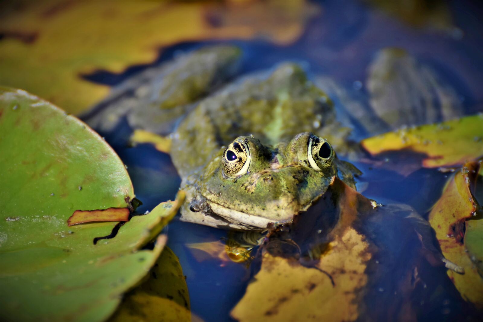 Nikon D7200 sample photo. Frog, toad, amphibians photography