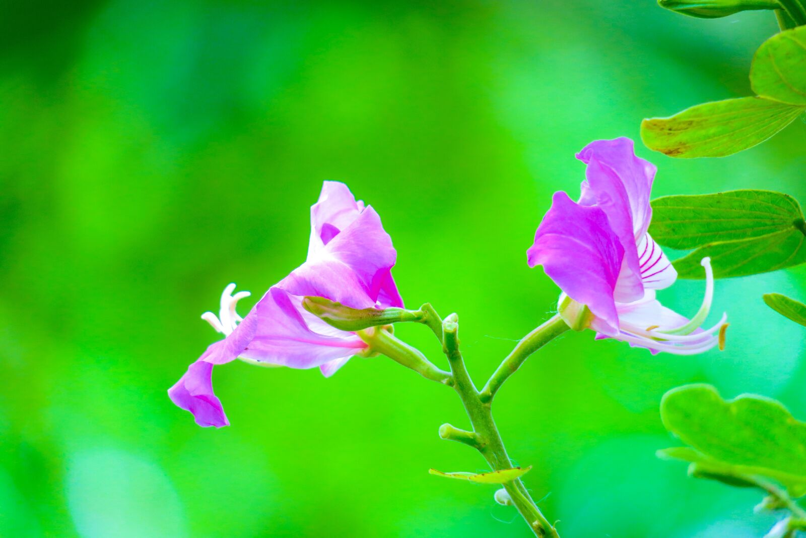 Canon PowerShot G3 X sample photo. Bauhinia, hong kong, flower photography