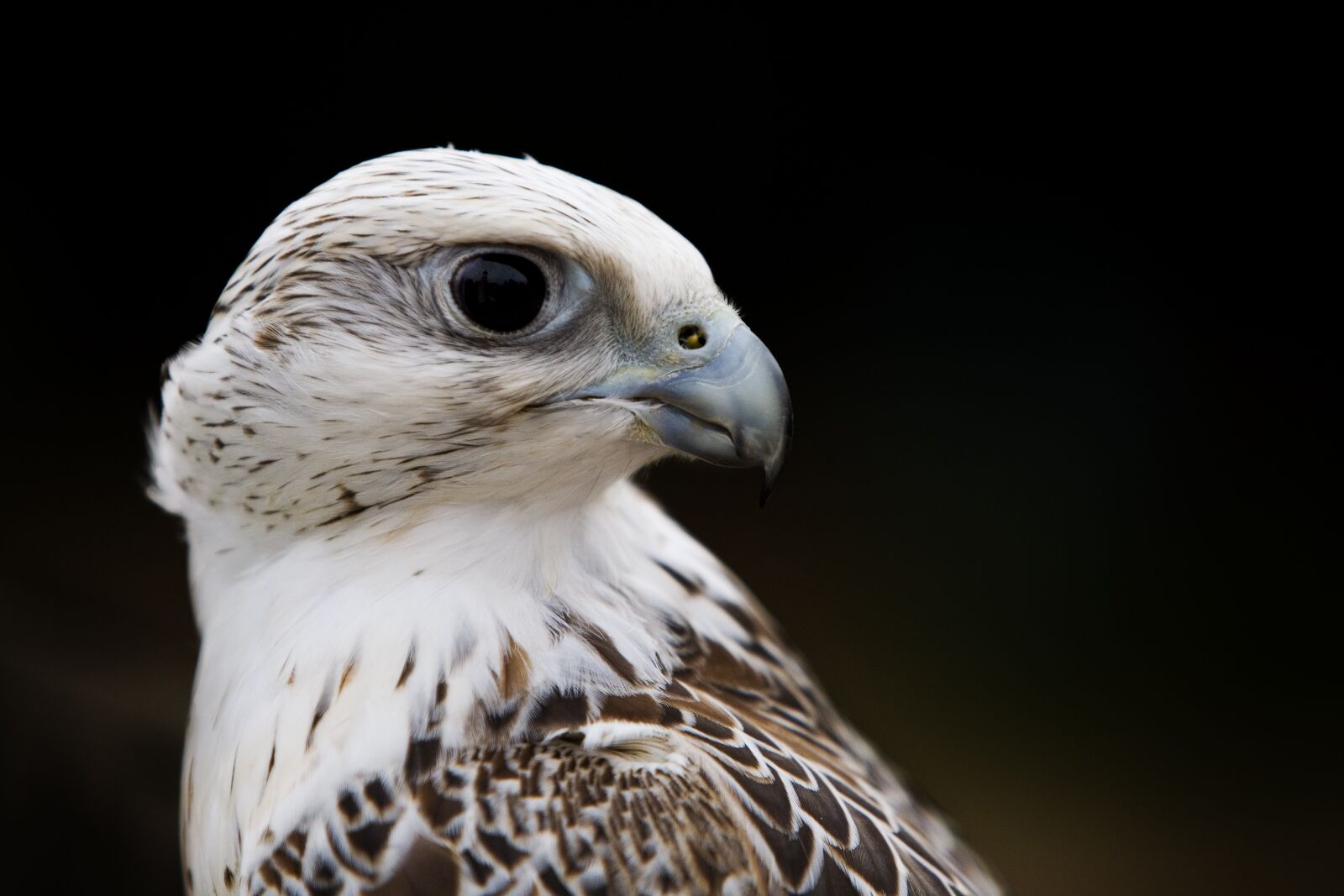 Canon EOS 5D sample photo. Falcon, predator, prey photography