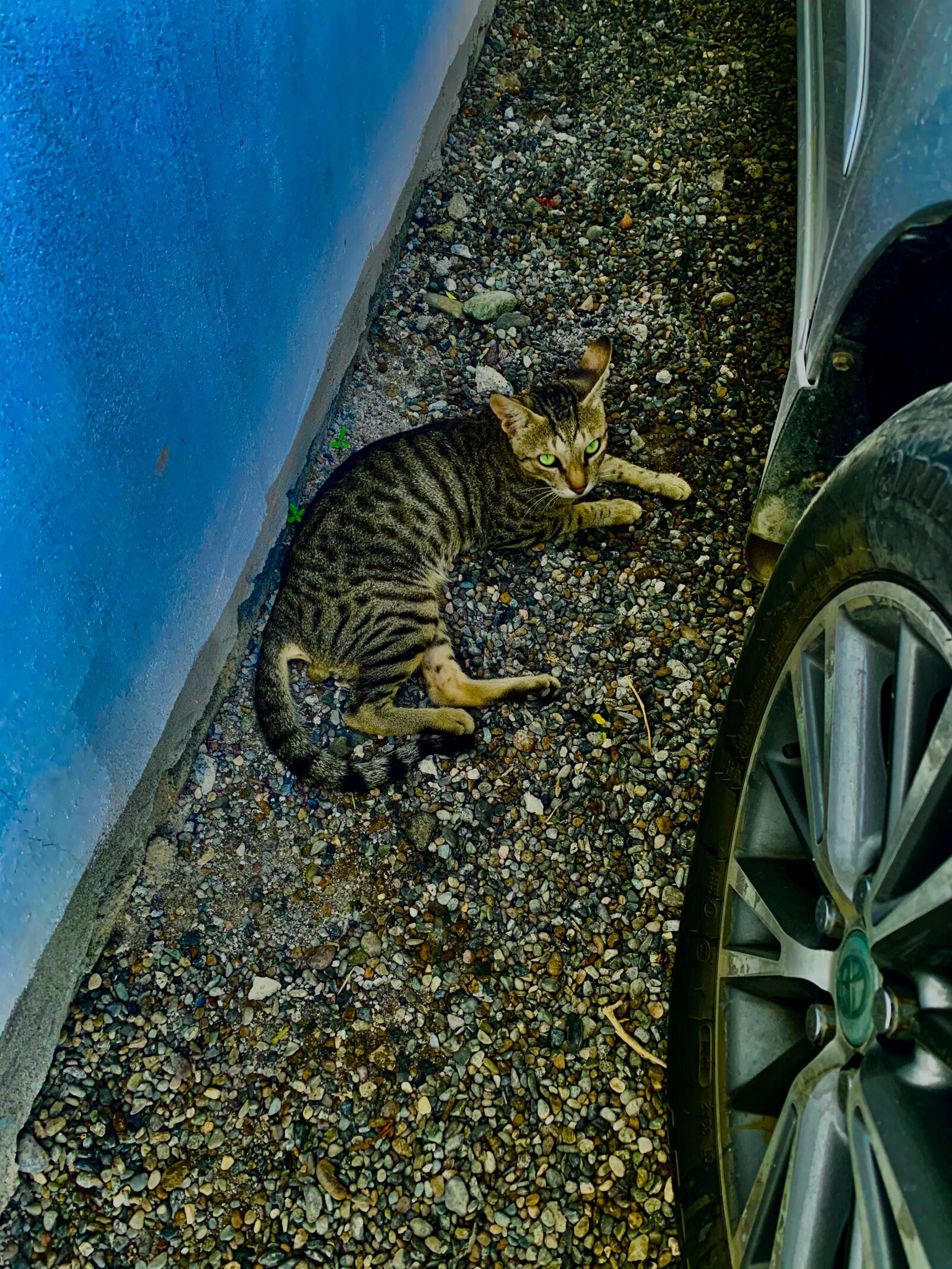 Apple iPhone XR sample photo. Cat, animal, cute photography