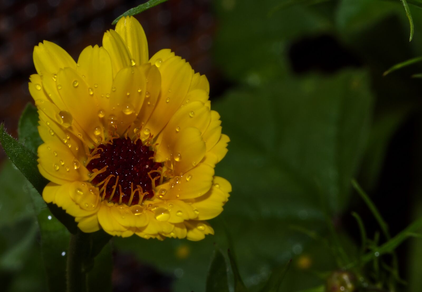 Nikon D5500 sample photo. Flower, wet, water photography