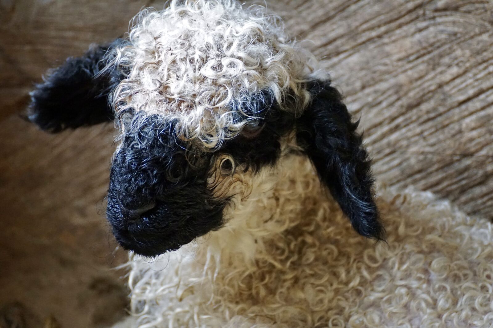 Sony DT 55-300mm F4.5-5.6 SAM sample photo. Black nosed sheep, sheep photography