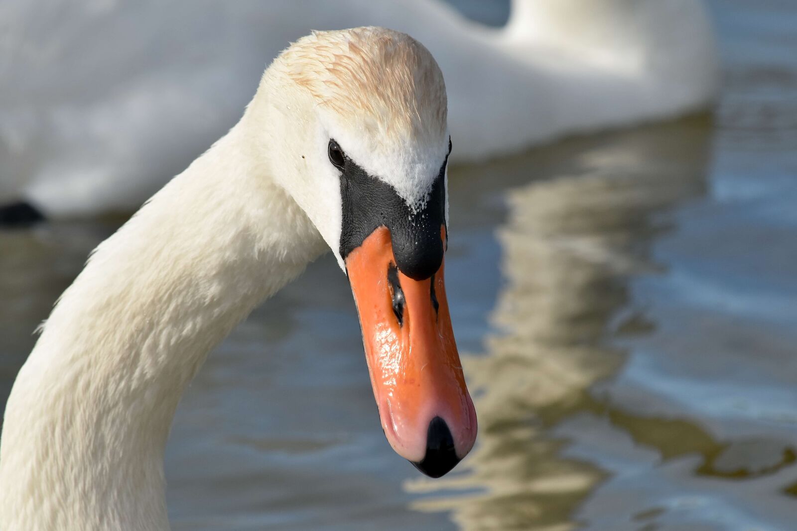 Nikon D5500 sample photo. Flock, zoology, swan, bird photography