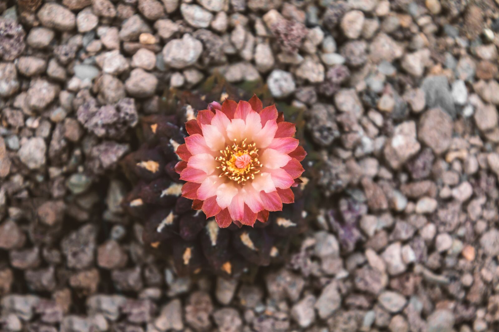 Canon EOS 70D sample photo. Cactus, blossom, bloom photography