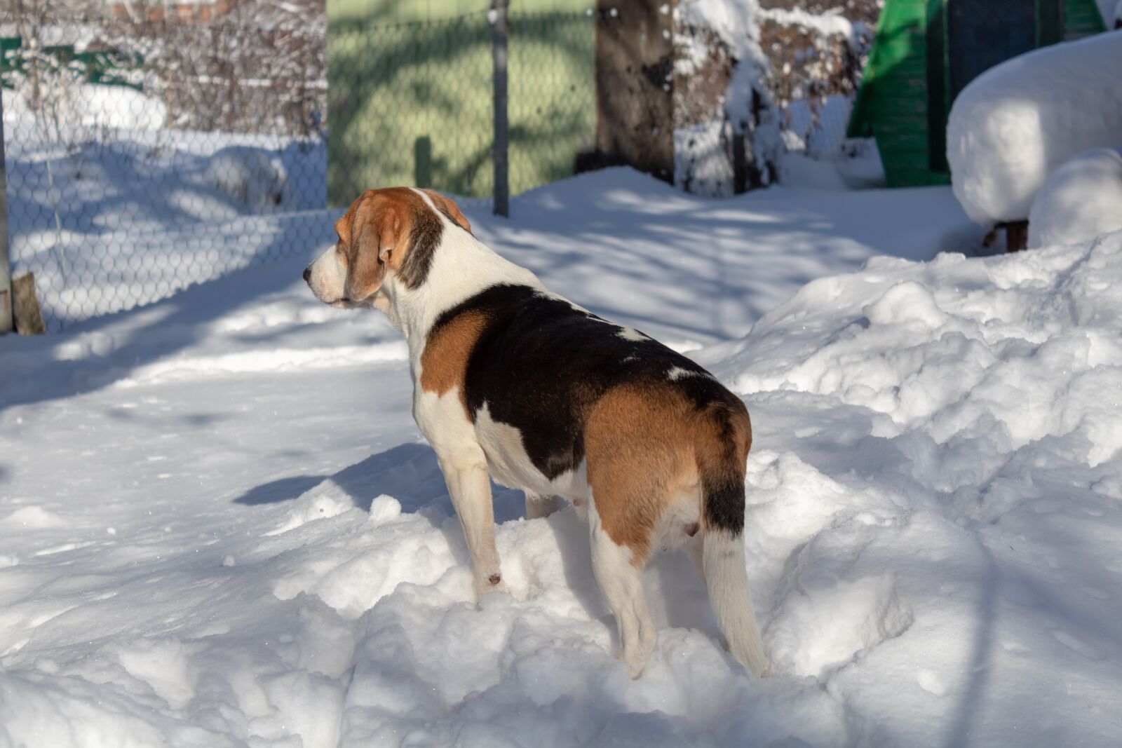 Canon EOS 1300D (EOS Rebel T6 / EOS Kiss X80) sample photo. Estonian hound, snow, winter photography