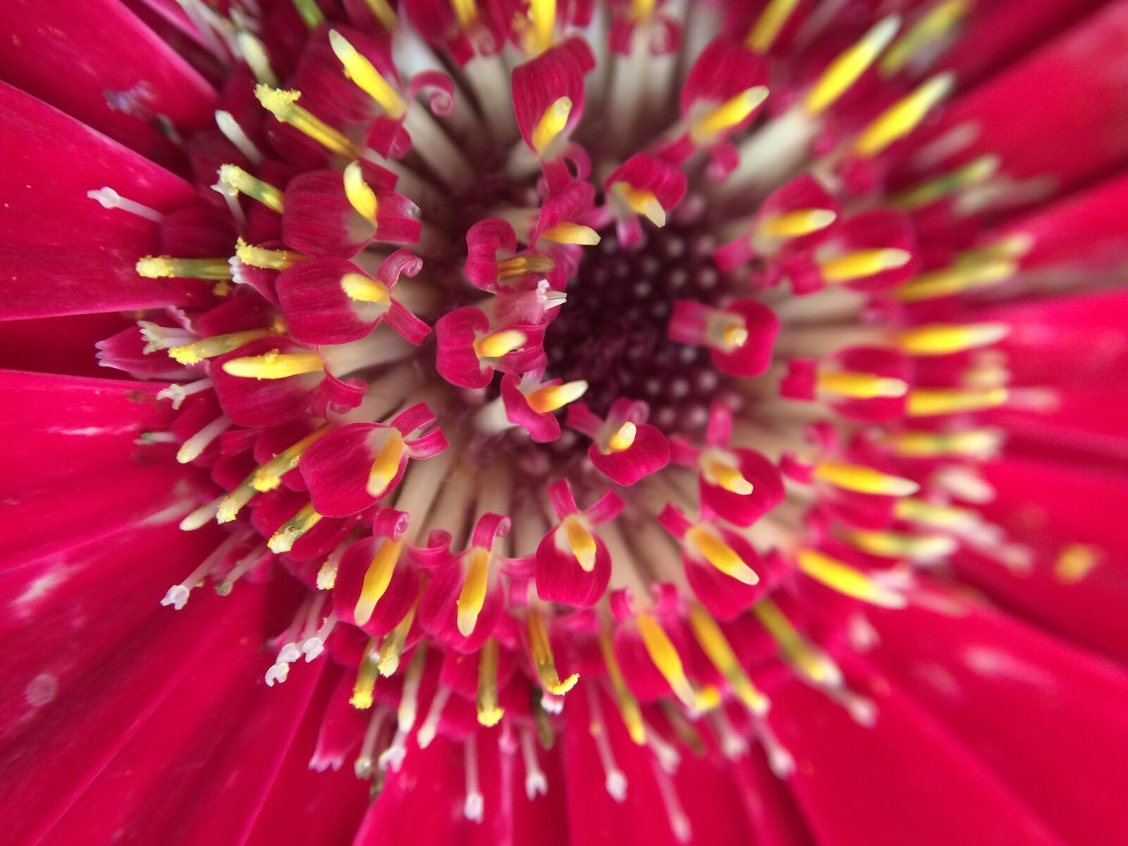 iPhone 5s back camera 4.15mm f/2.2 sample photo. Flower, flowers, plants photography