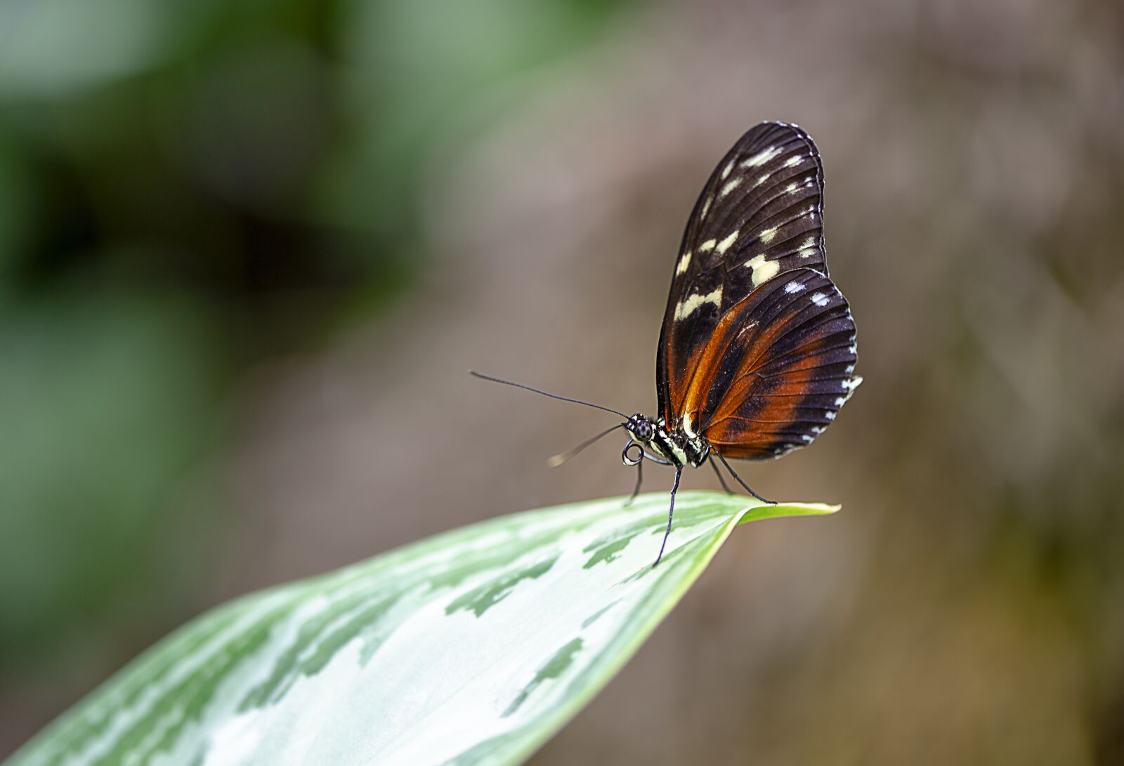 Nikon D610 sample photo. Butterfly, wing, insect photography