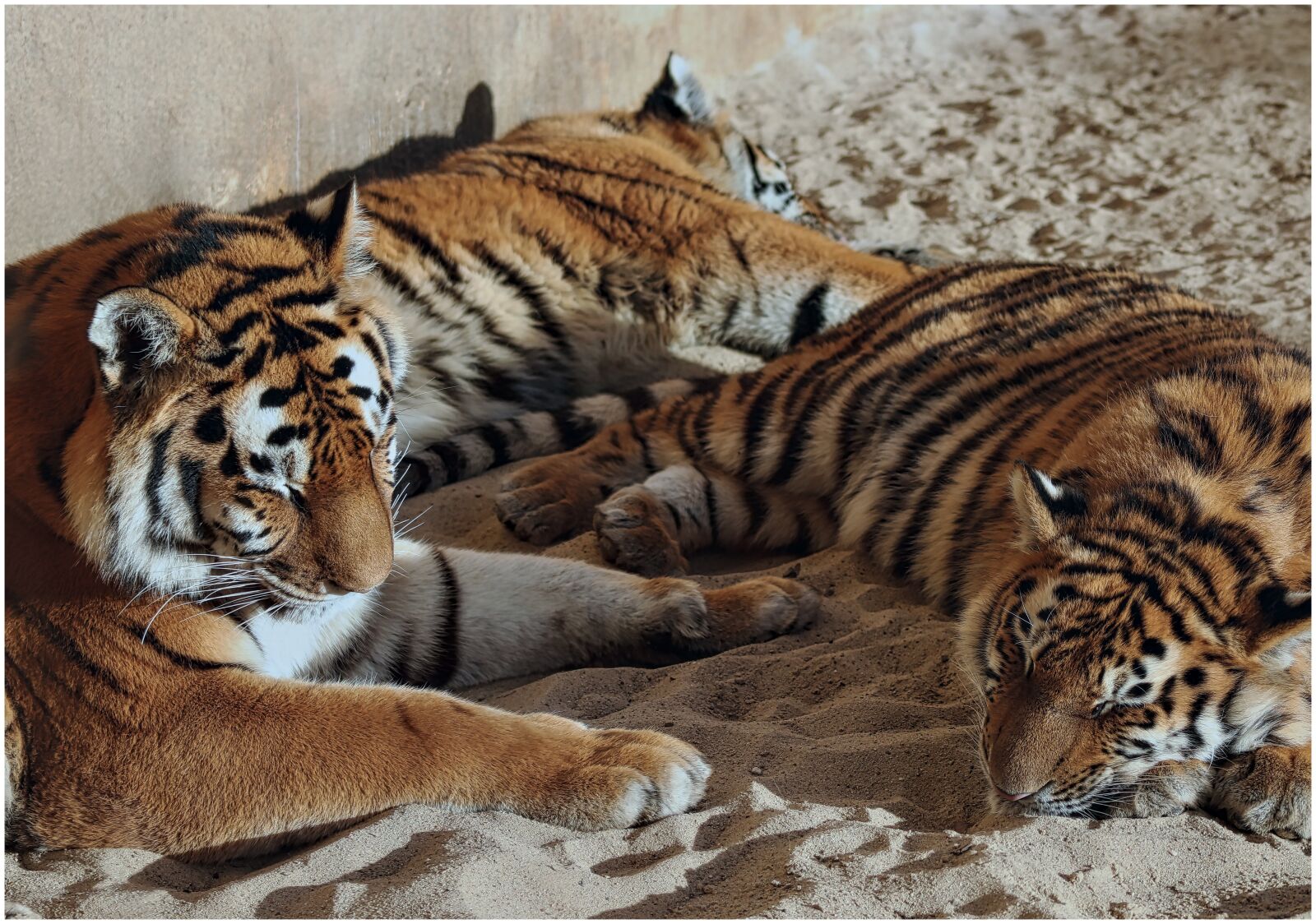 Canon EF75-300mm f/4-5.6 sample photo. Tiger, big cat, predator photography