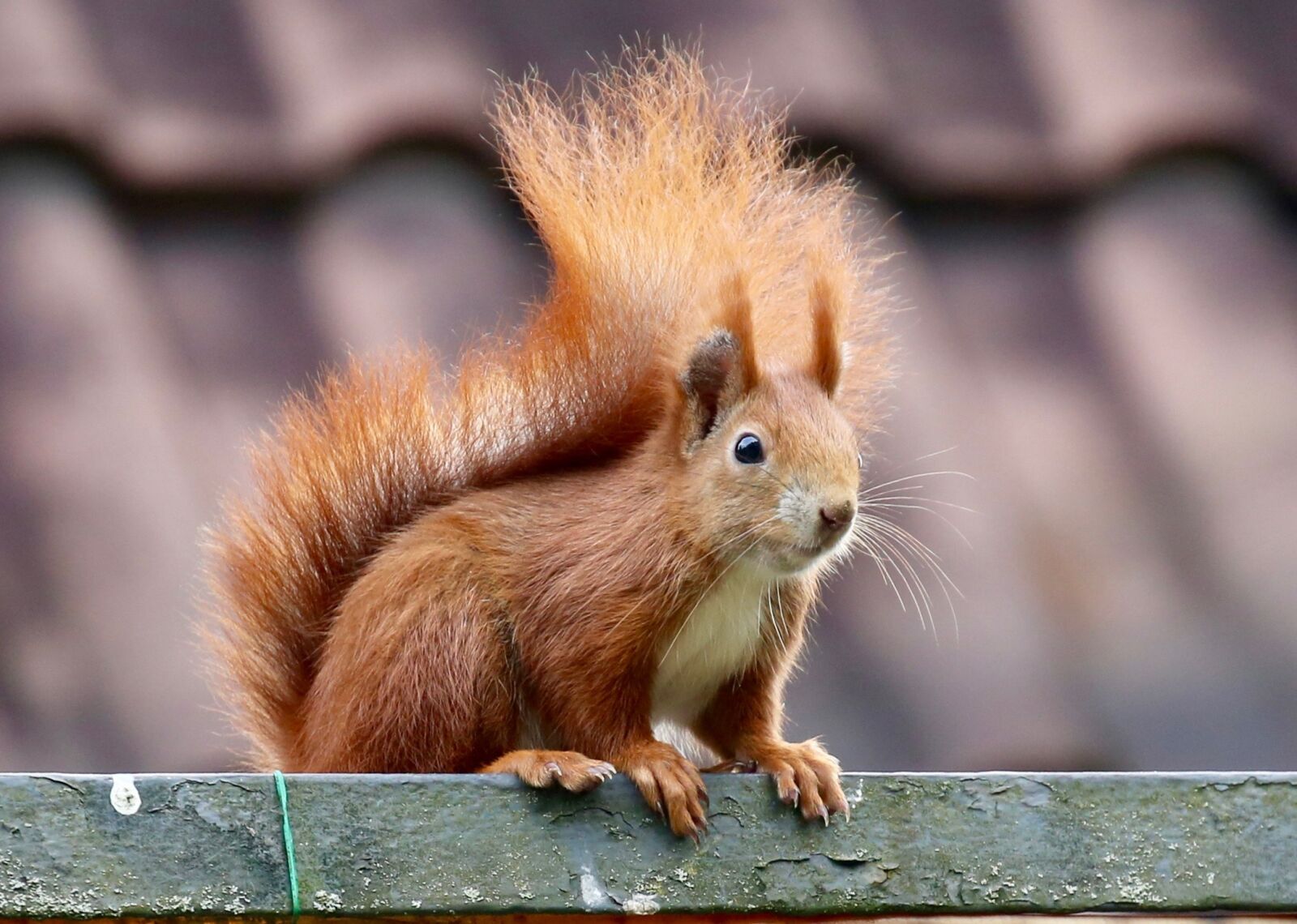 Canon EOS 5D Mark III sample photo. Animal, squirrel, nager photography