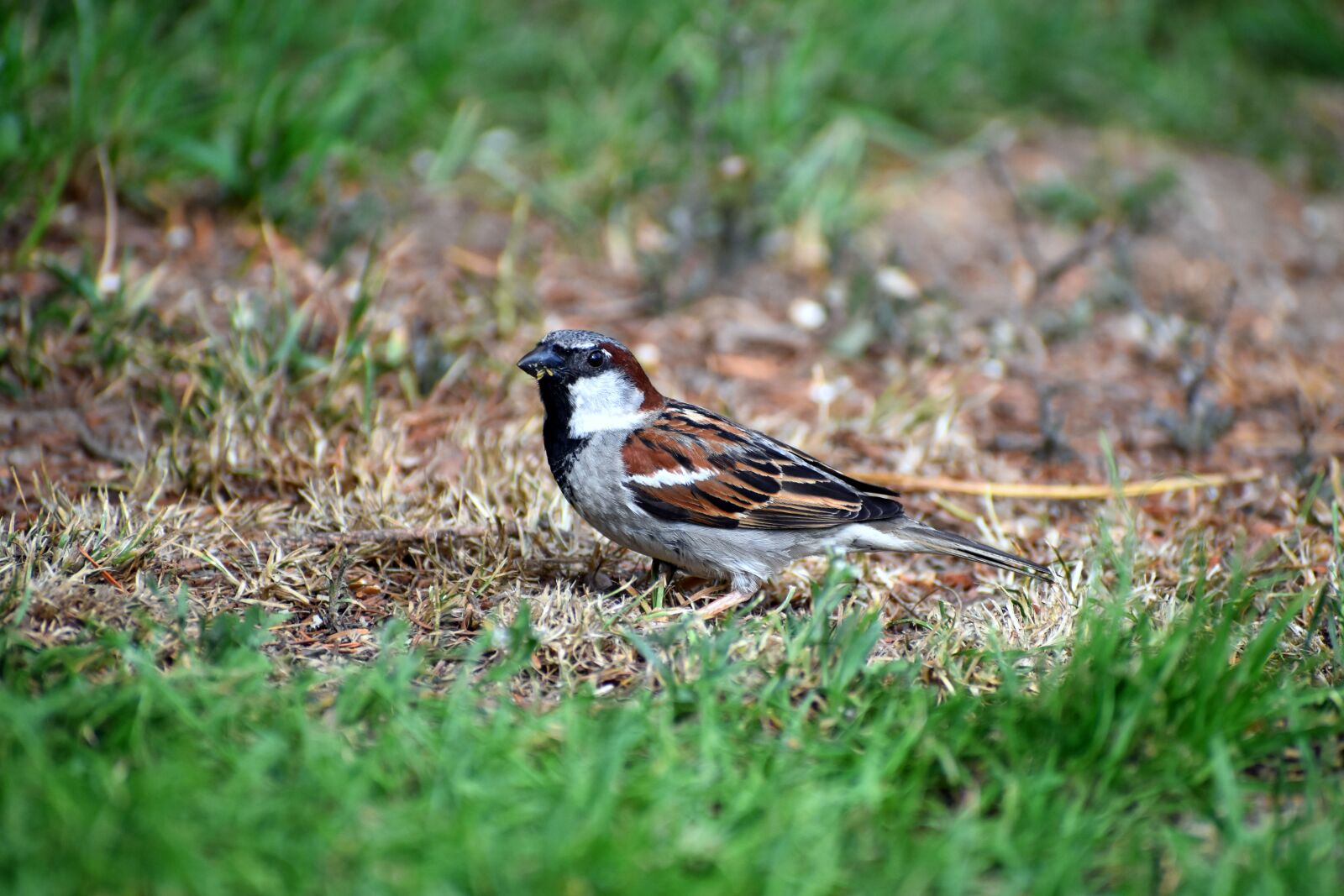 Nikon D3500 sample photo. House sparrow, house sparrow photography