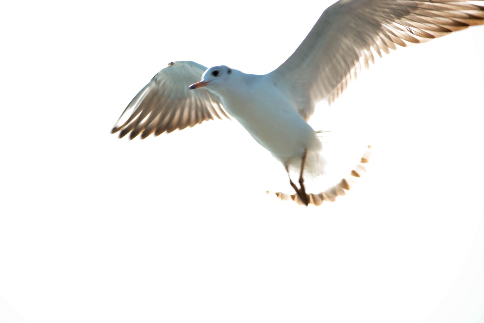 Nikon D5200 sample photo. White pigeon, sea, india photography