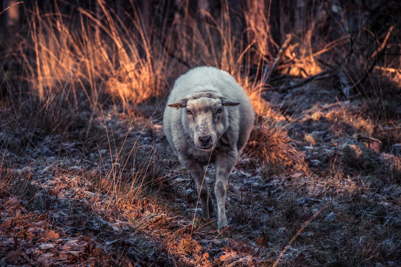 Canon EOS 80D sample photo. Sheep, animal, nature photography