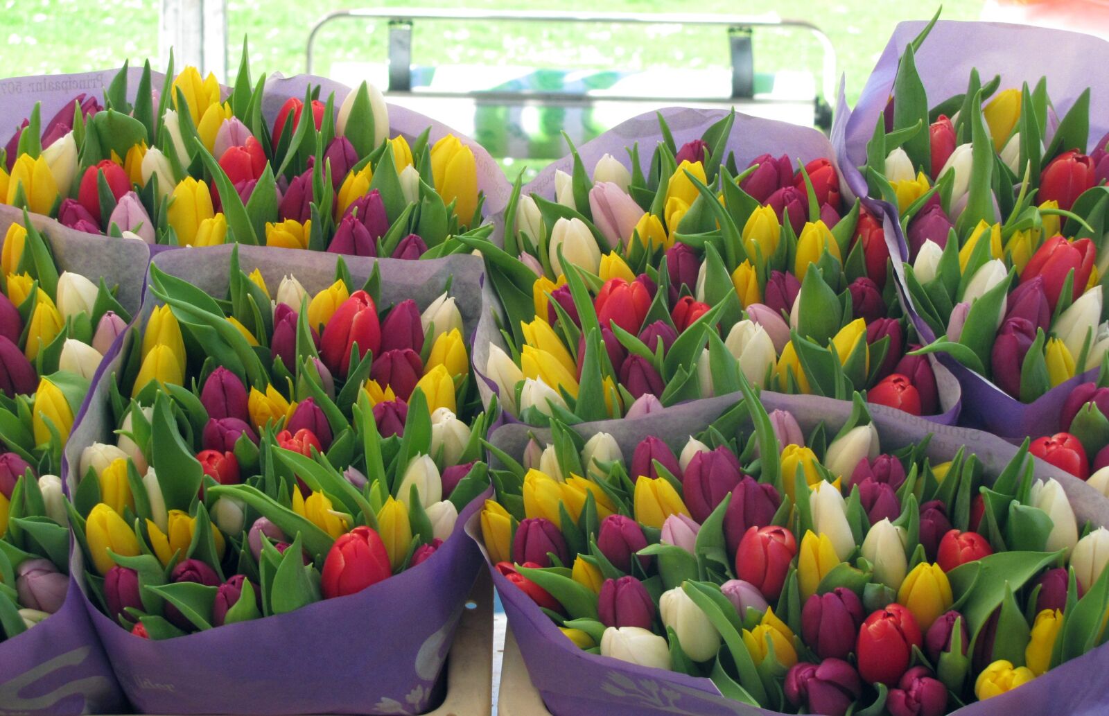 Canon PowerShot SX20 IS sample photo. Flowers, tulips, nature photography