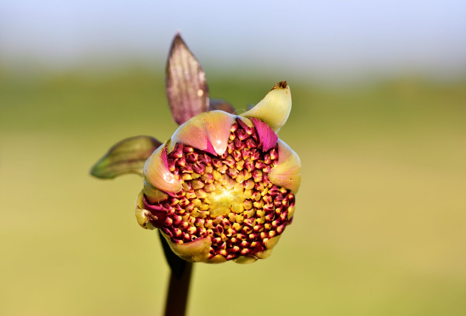 Nikon D7200 sample photo. Dahlia, dahlias bud, flower photography