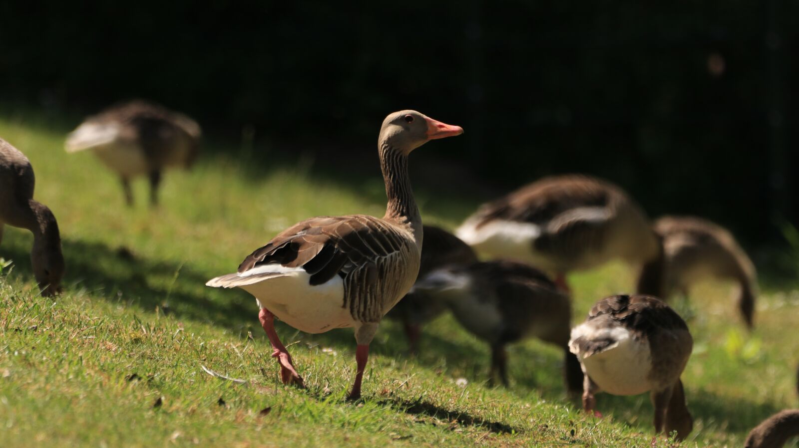 150-600mm F5-6.3 DG OS HSM | Contemporary 015 sample photo. Lake, water bird, nature photography