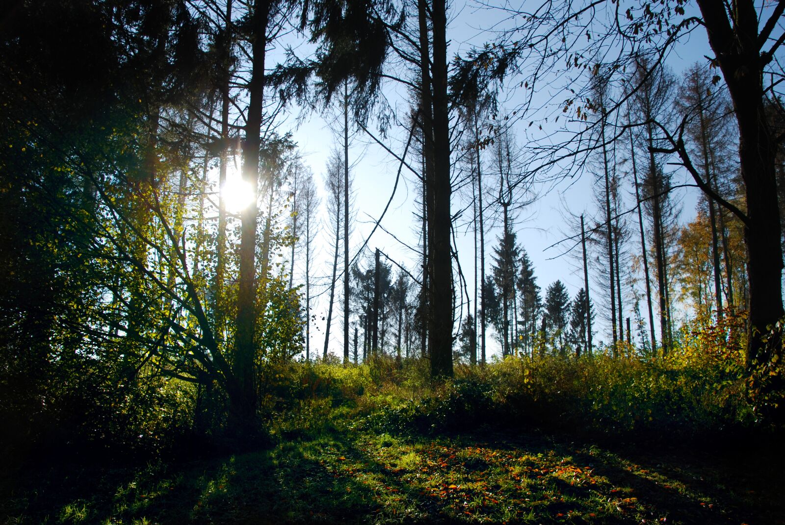 Nikon D80 sample photo. Autumn, forest, nature photography