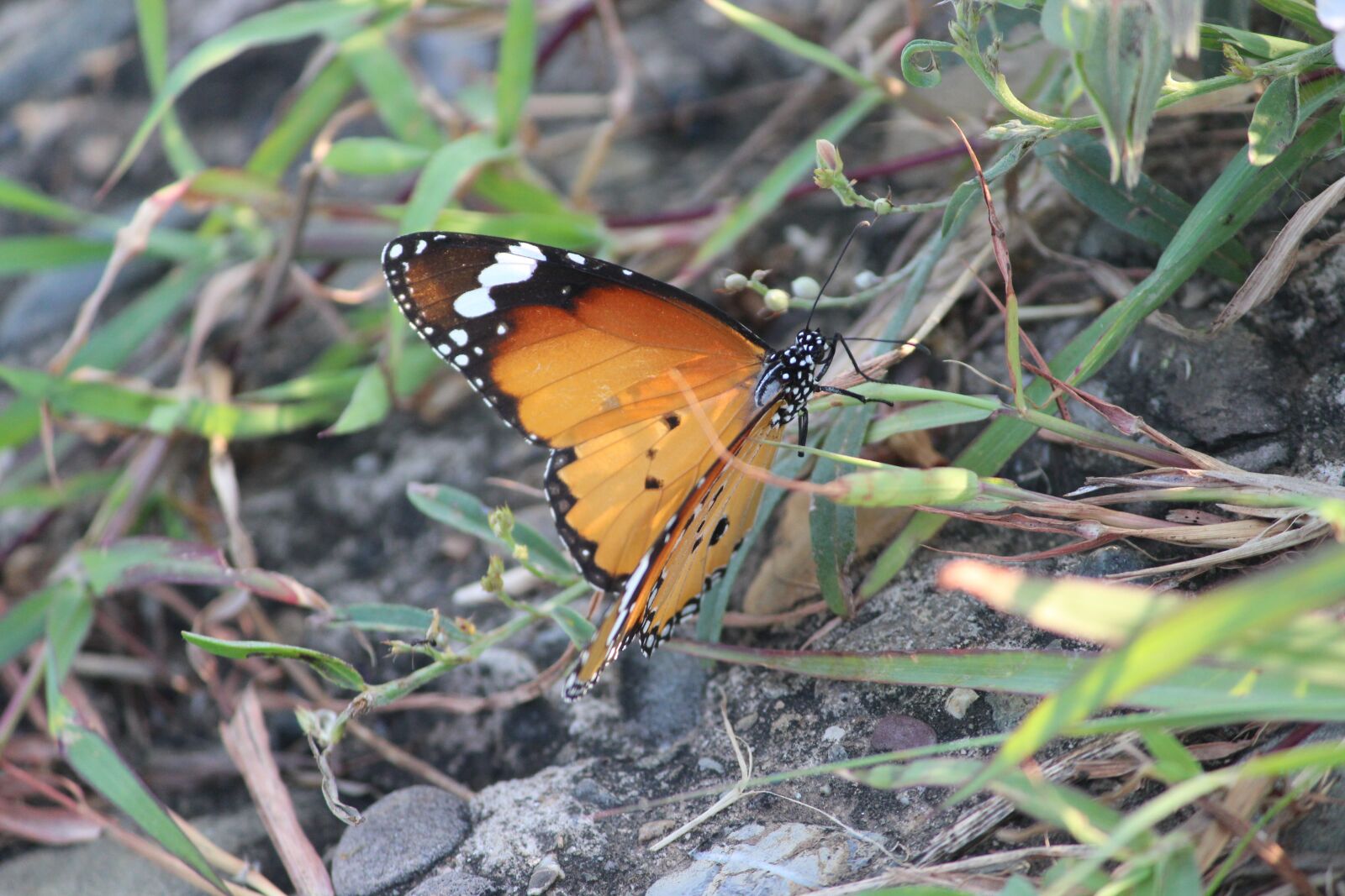 Canon EF-S 55-250mm F4-5.6 IS II sample photo. Butterfly, grass, orange photography