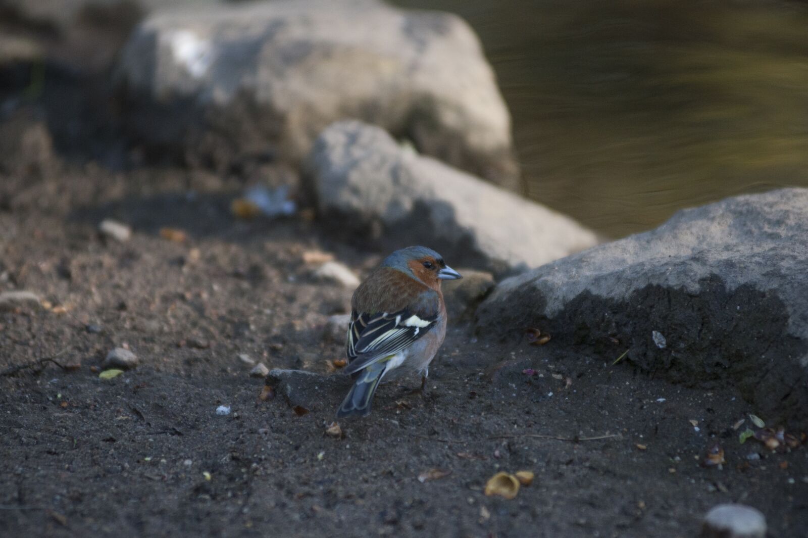 Nikon D700 sample photo. Sparrow, bird, nature photography