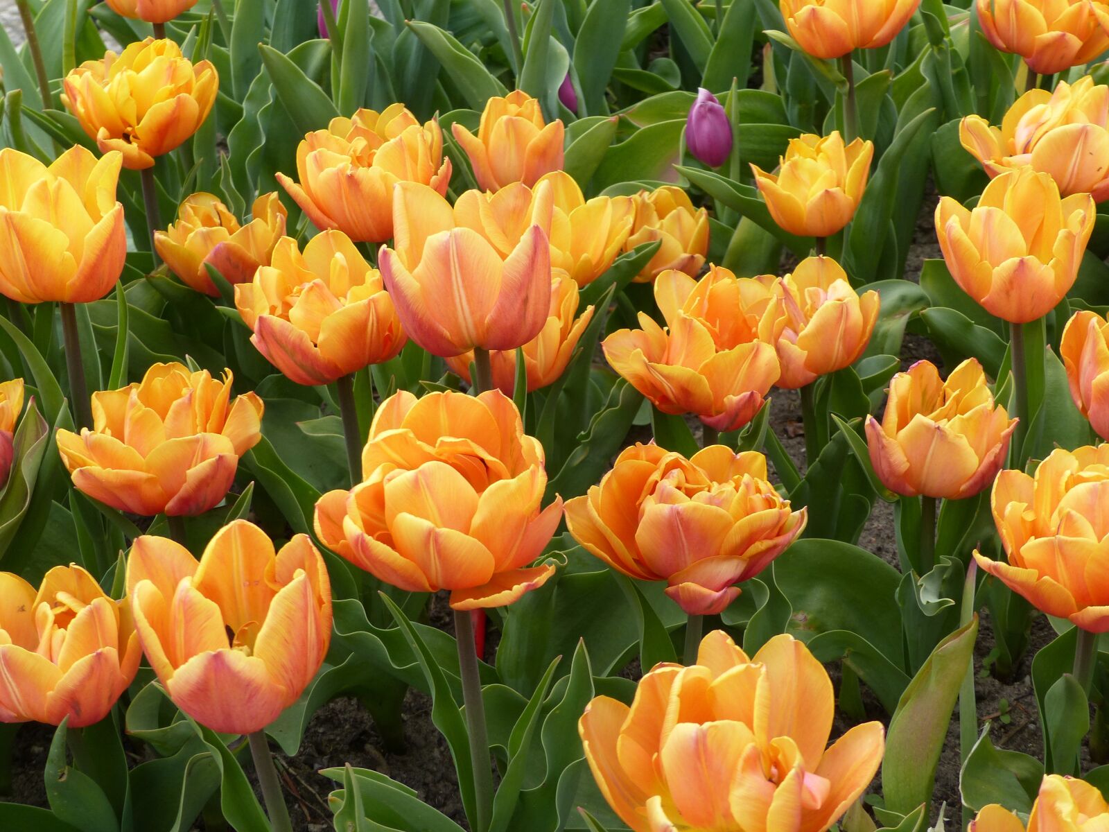 Panasonic Lumix DMC-FZ200 sample photo. Tulip, flower, plant photography