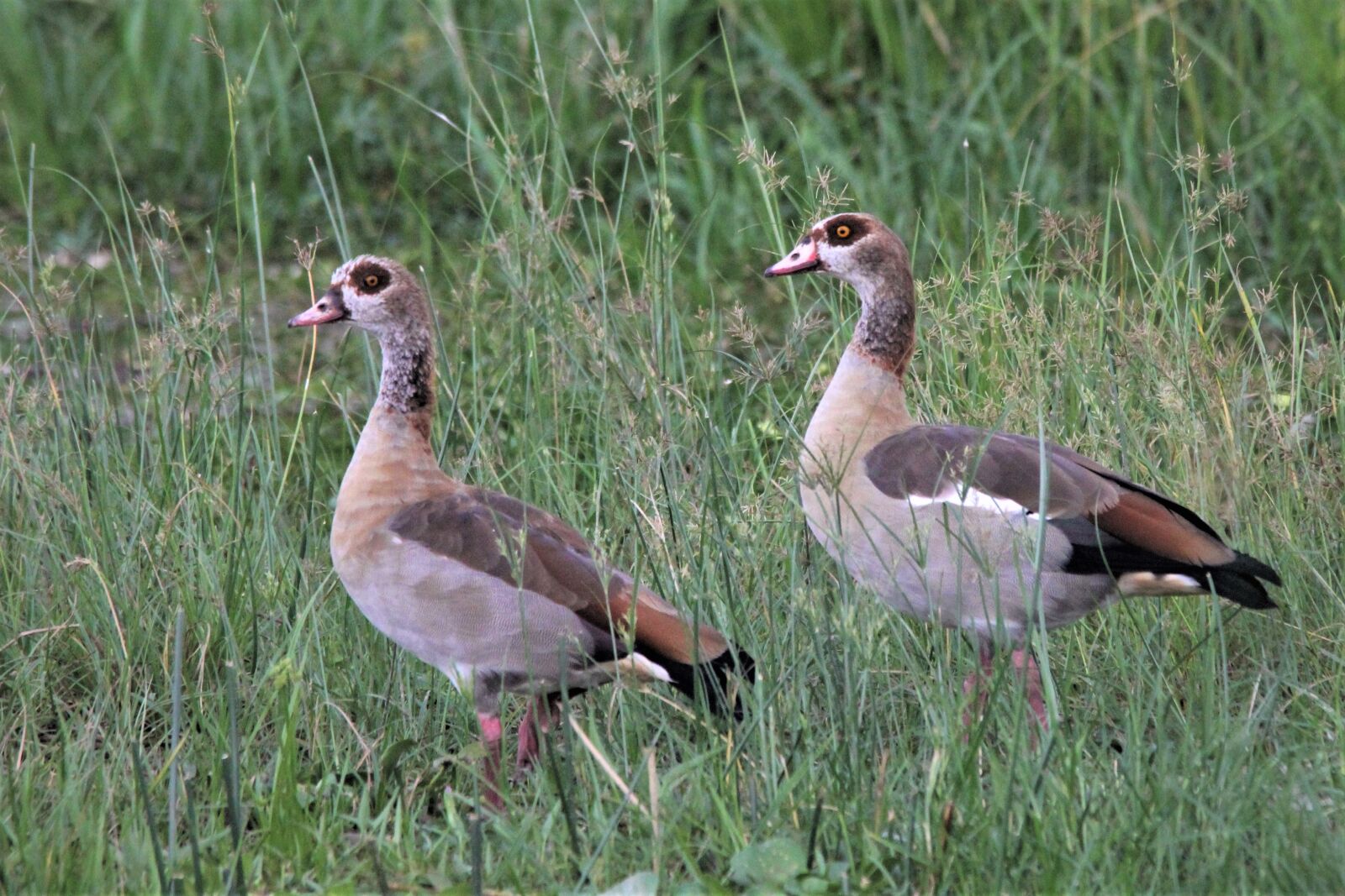 Canon EOS 60D sample photo. Egyptian goose, uganda, bird photography