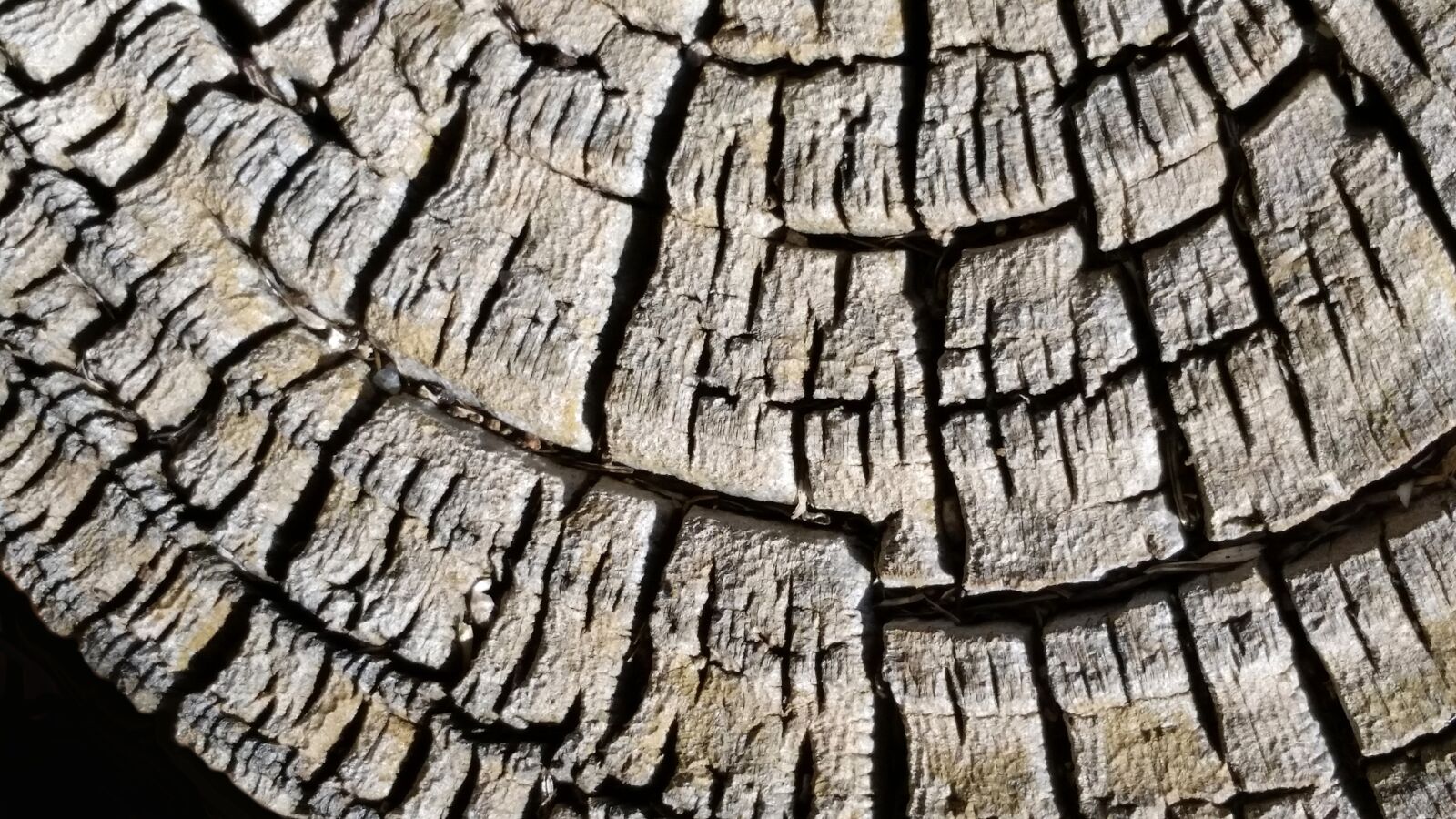 Samsung Galaxy S5 sample photo. Pine log, wood, pattern photography