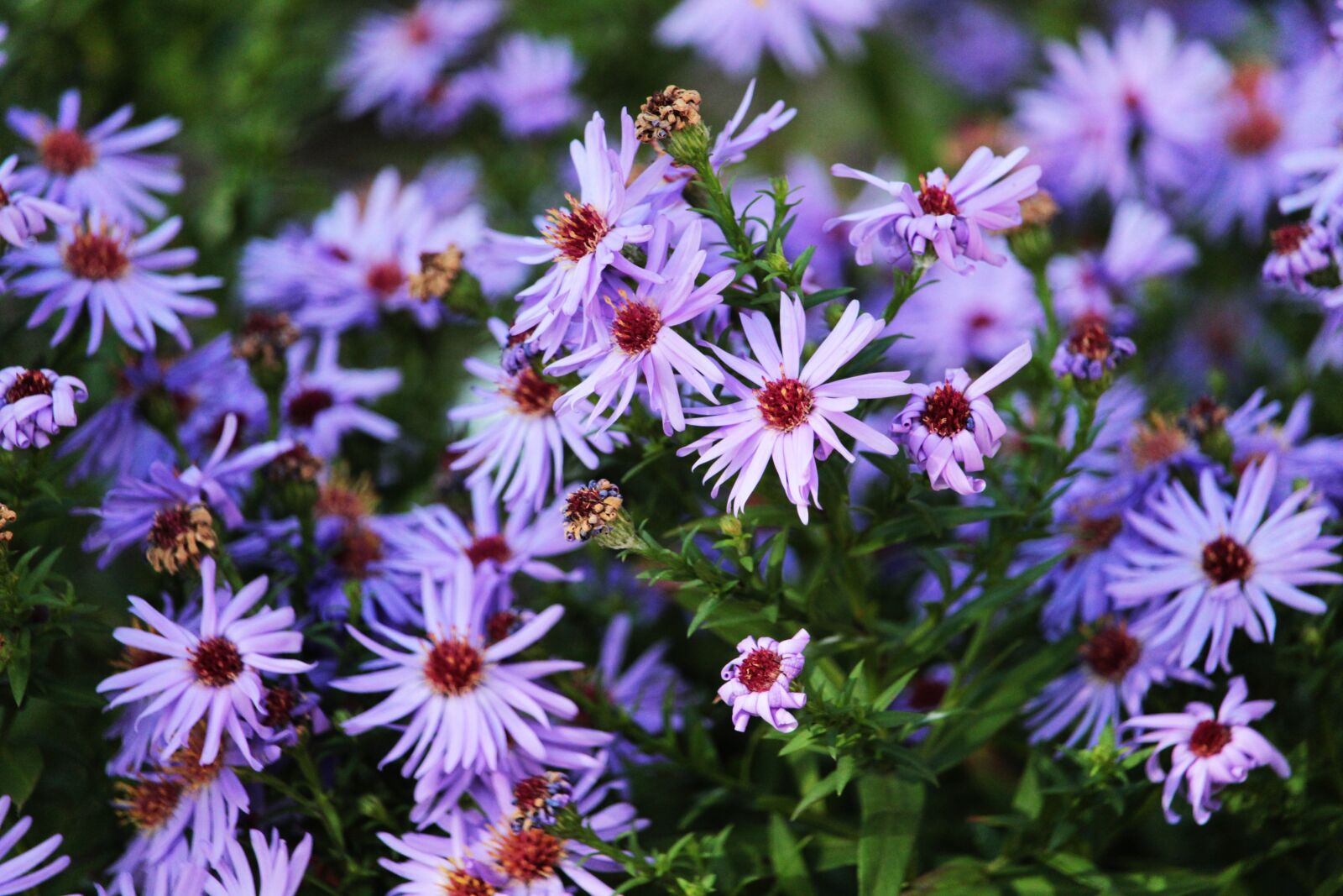 Canon EF-S 55-250mm F4-5.6 IS STM sample photo. Asters, flowers, autumn flowers photography