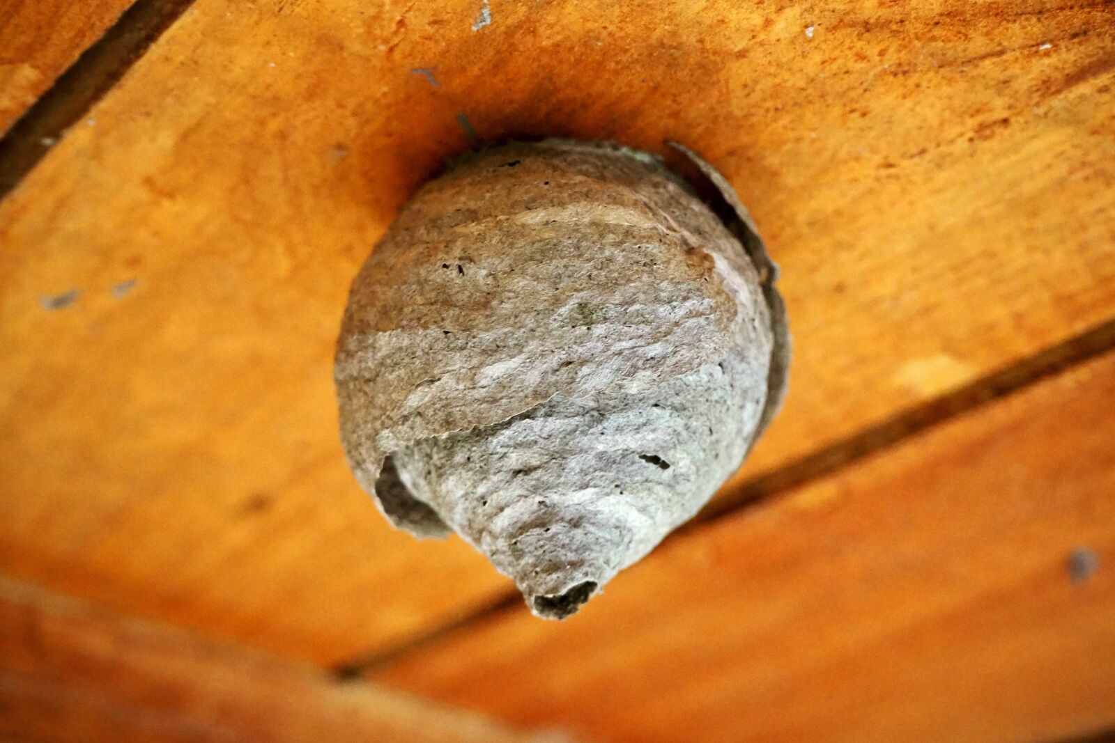 Olympus PEN E-PL9 sample photo. Socket, wasps, sting photography