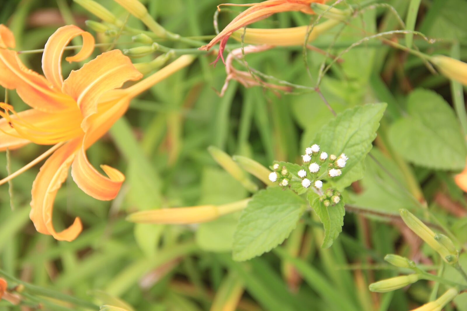 Canon EOS 60D + Canon EF-S 18-135mm F3.5-5.6 IS sample photo. Ono flower, tiger lily photography