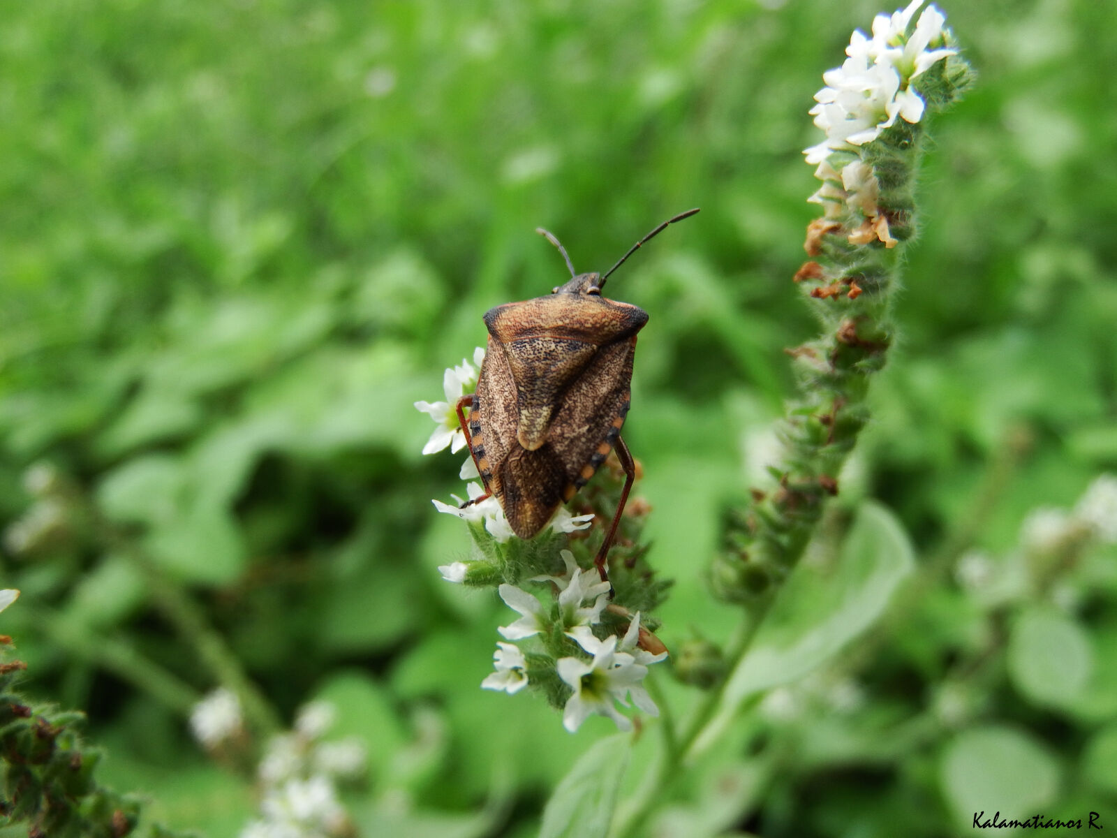 Fujifilm FinePix S1 sample photo. Insect, macro, nature photography
