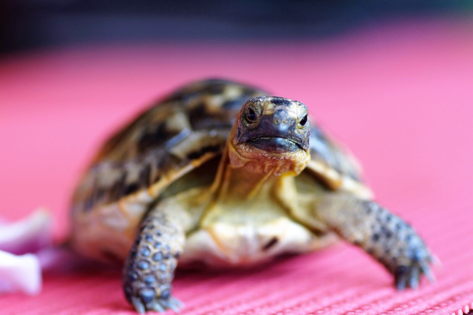 Sony SLT-A58 sample photo. Turtle, cub, tan photography