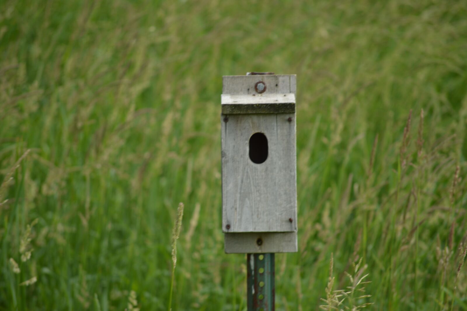Nikon D3200 sample photo. Birdhouse, field, nature photography