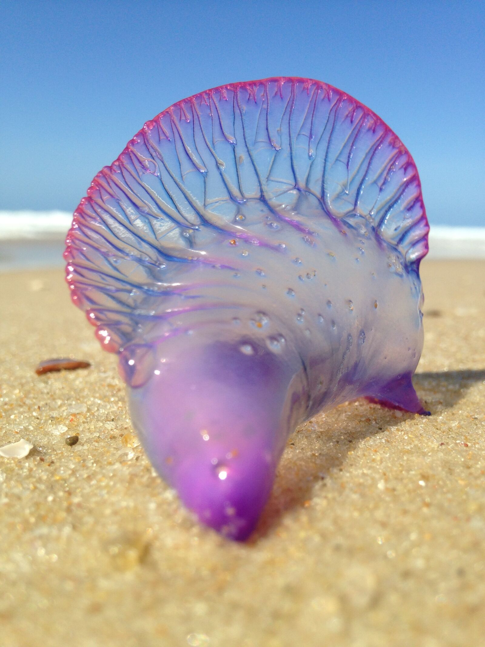 iPhone 5c back camera 4.12mm f/2.4 sample photo. Jellyfish, beach, sand photography