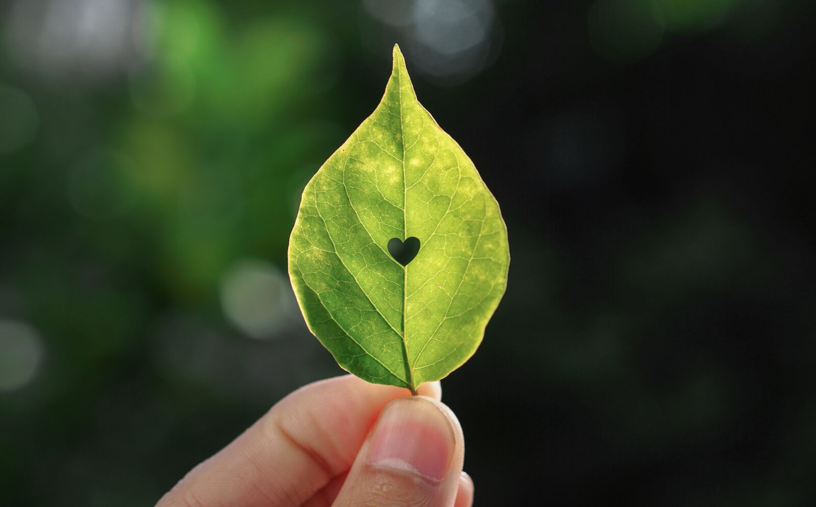 E 50mm F1.8 OSS sample photo. Heart, leaf, nature photography