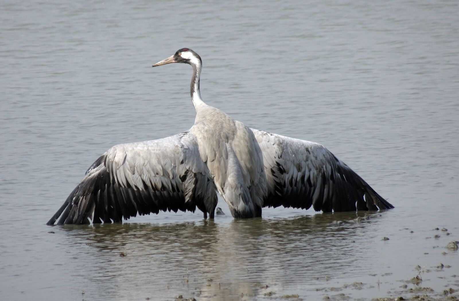 Sony Cyber-shot DSC-HX90V sample photo. Common crane, grus grus photography
